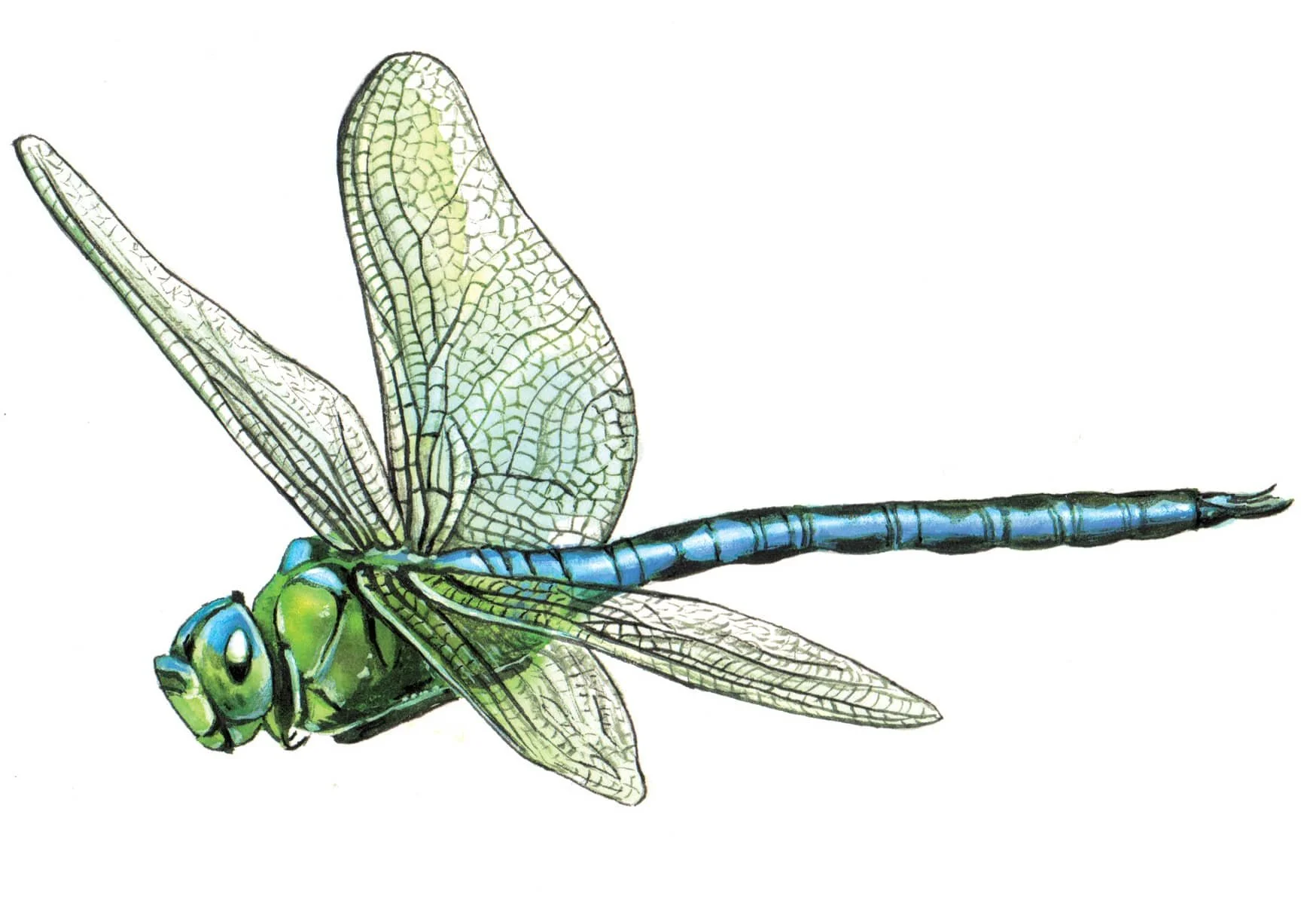 Emperor Dragonfly_Artwork.jpg