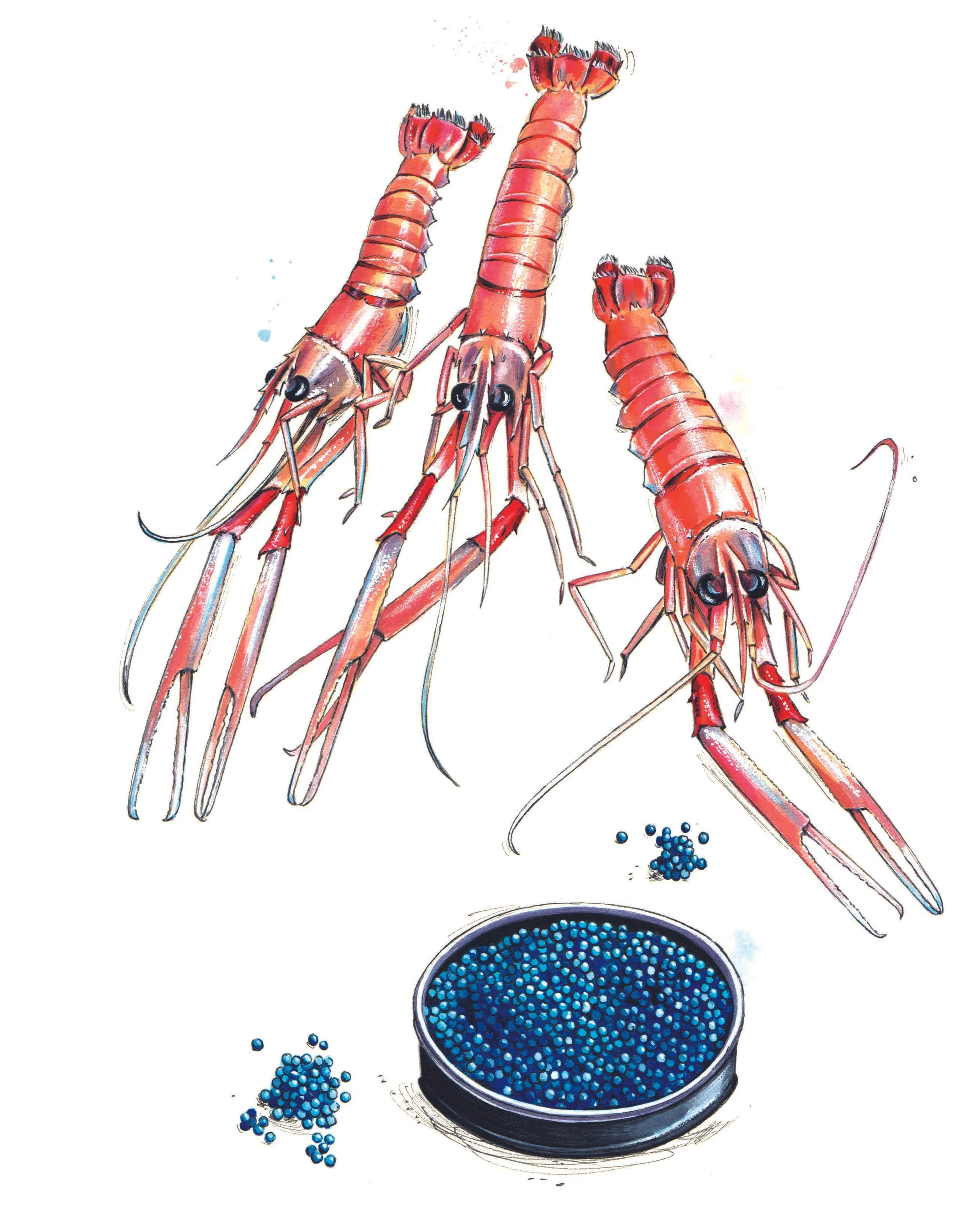 Centurion Magazine_Langustine.jpg