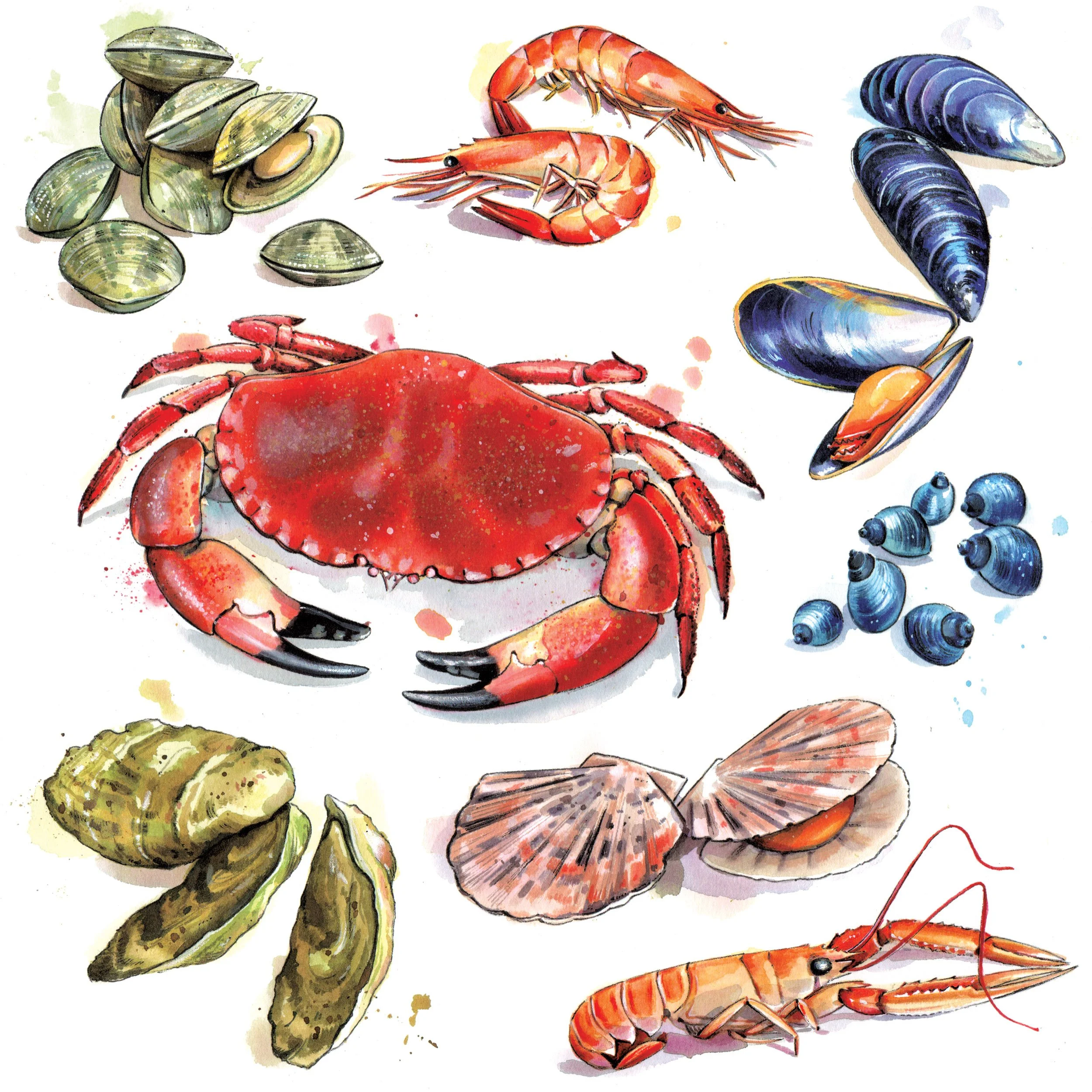 loose watercolour of shellfish