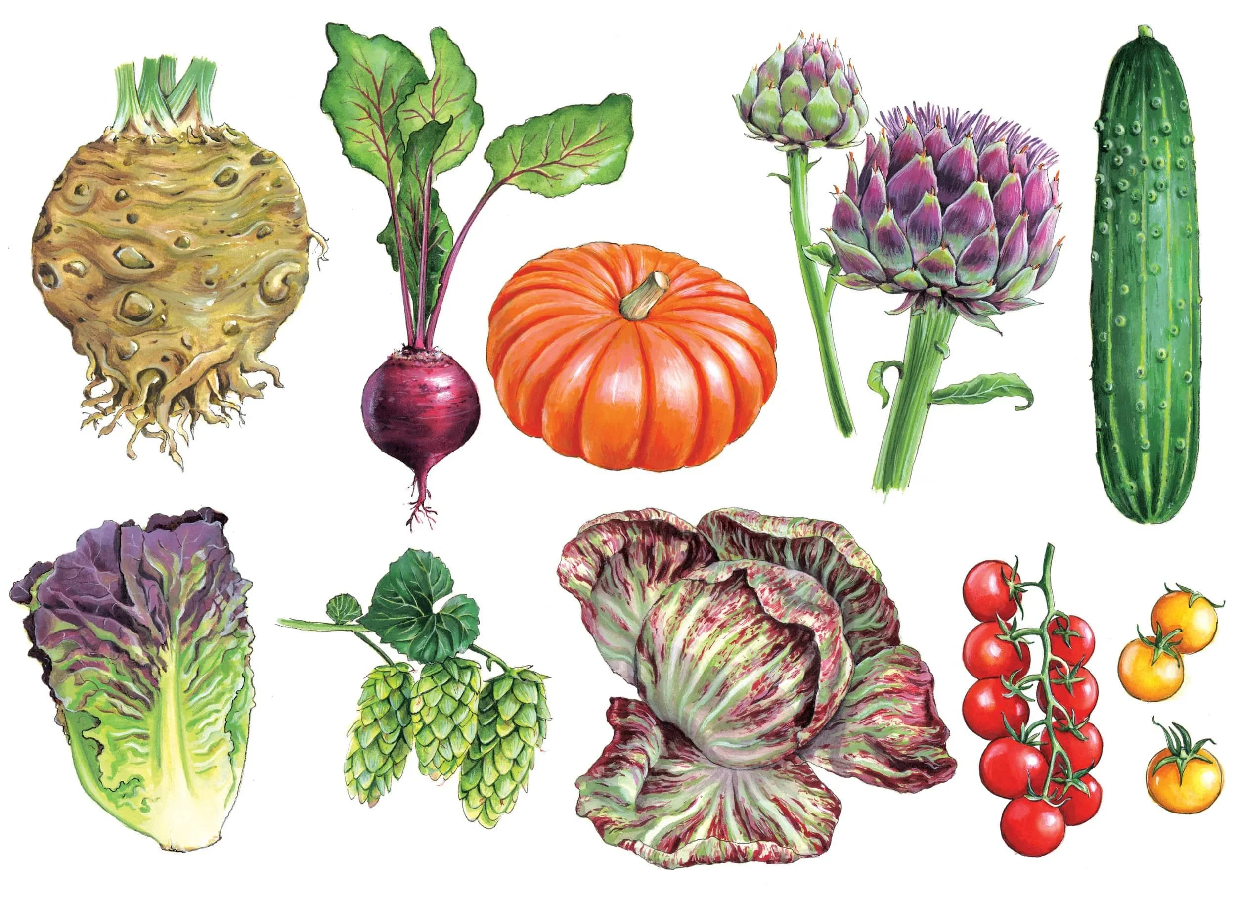 Illustrated vegetables_Walmer Castle.jpg
