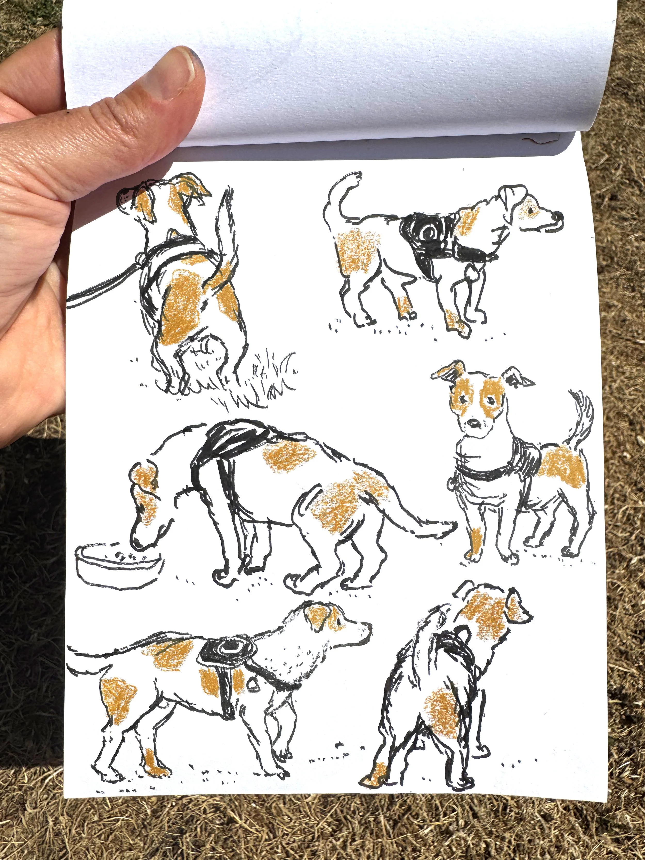Jack Russle.jpg