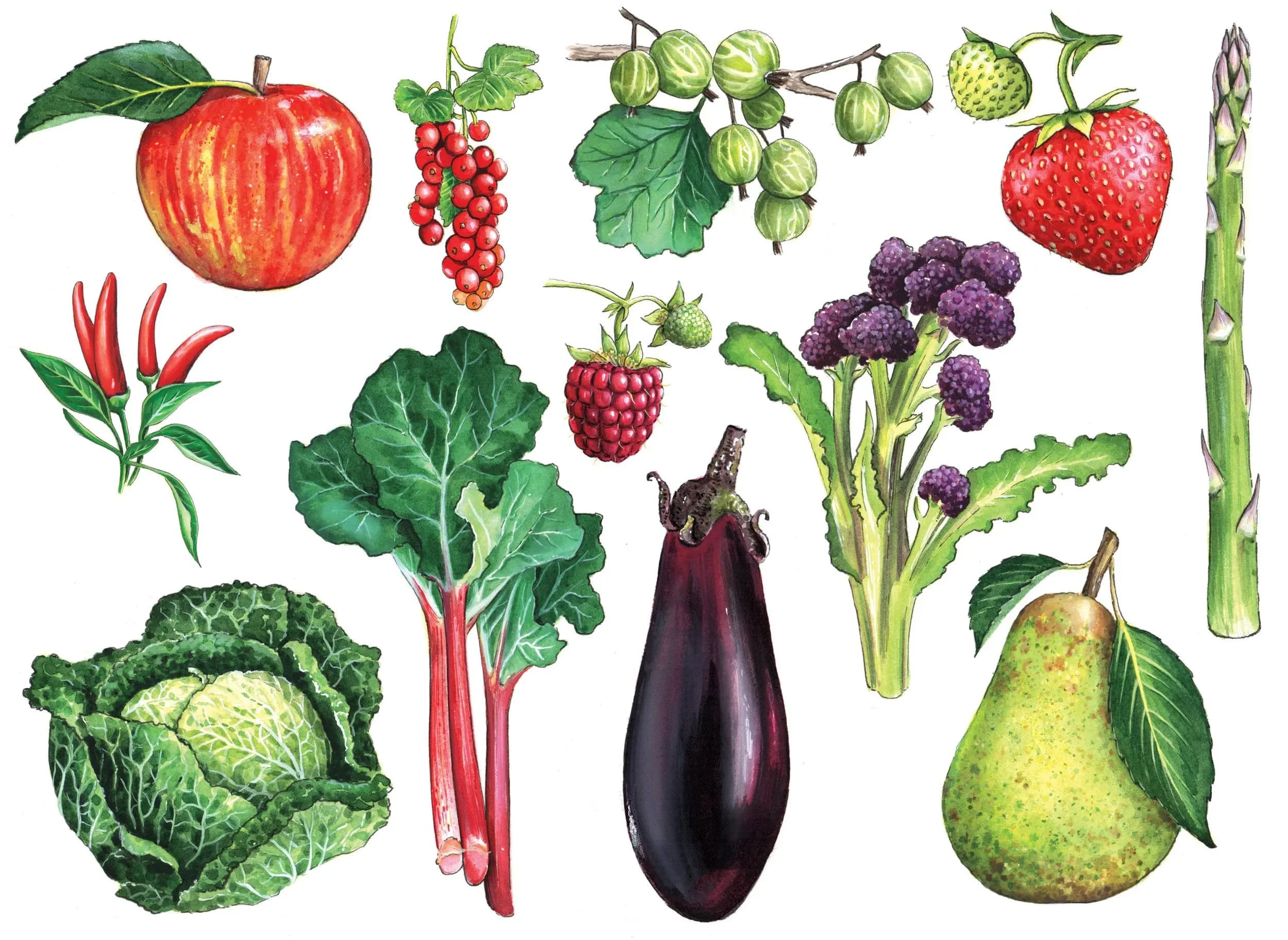 Illustrated Vegetables2_Walmer Castle.jpg