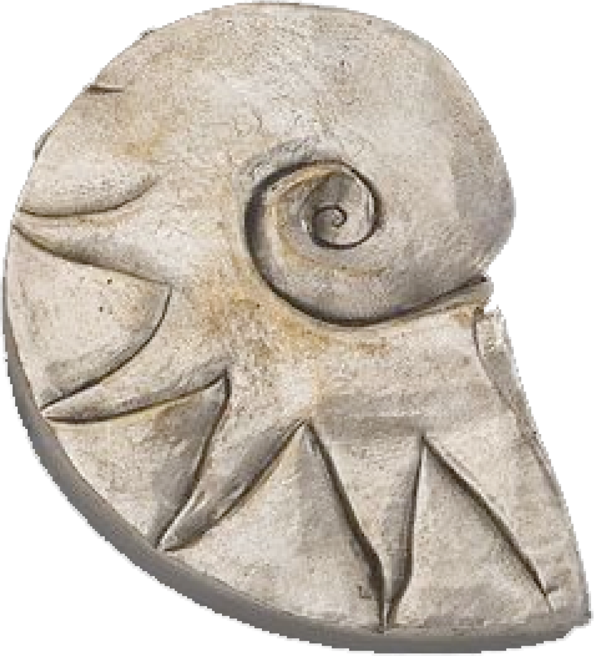 Close-up of a fossilized ammonite shell with a spiral shape and ribbed texture.