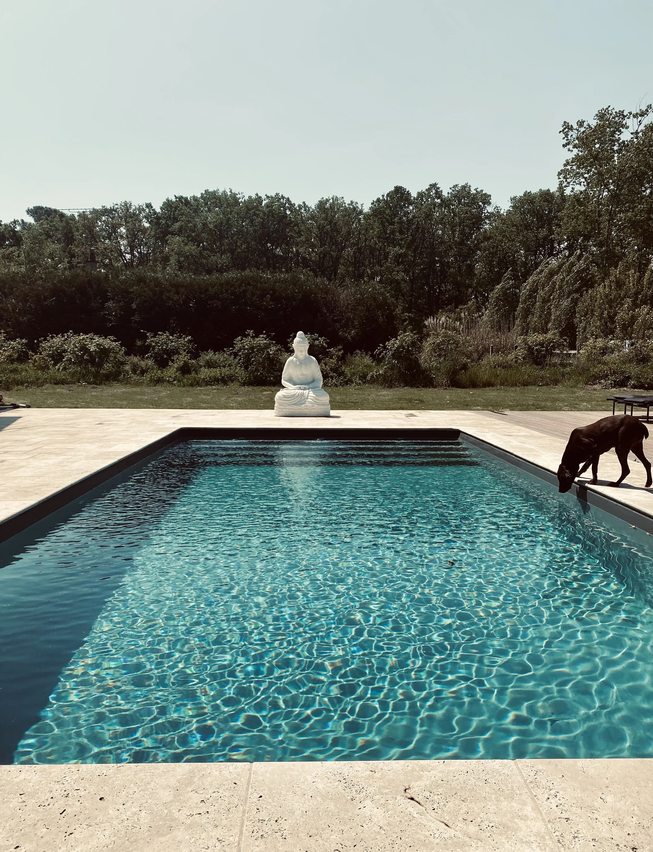 A swimming pool with clear water, a white statue of a seated figure on a pedestal at the far end, and a dog drinking from the pool on the right side. The pool is surrounded by a stone deck and is set against a backdrop of trees and shrubs under a bri