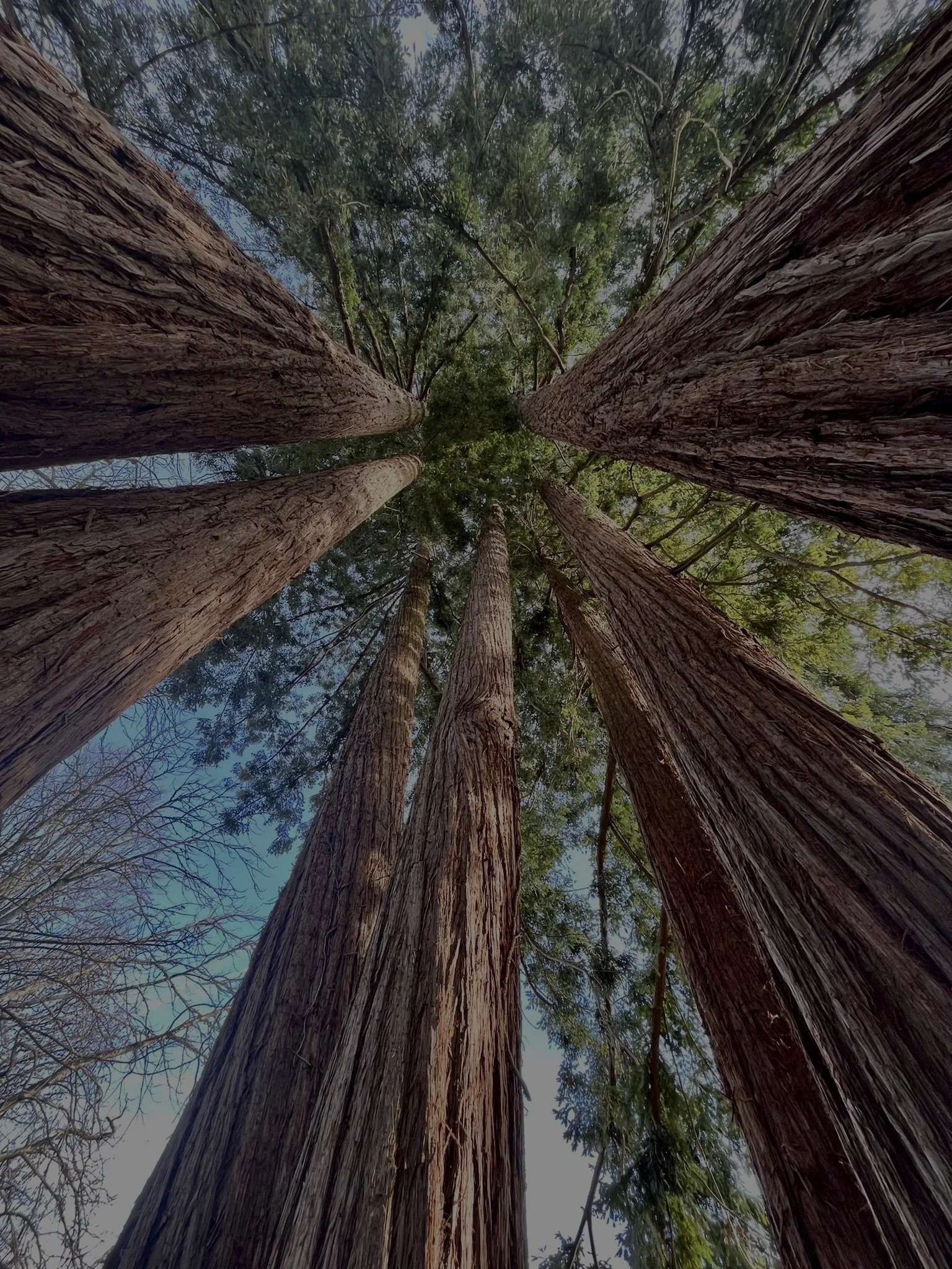 Looking up at tall redwood trees from below, showing their trunks and green foliage against a blue sky.