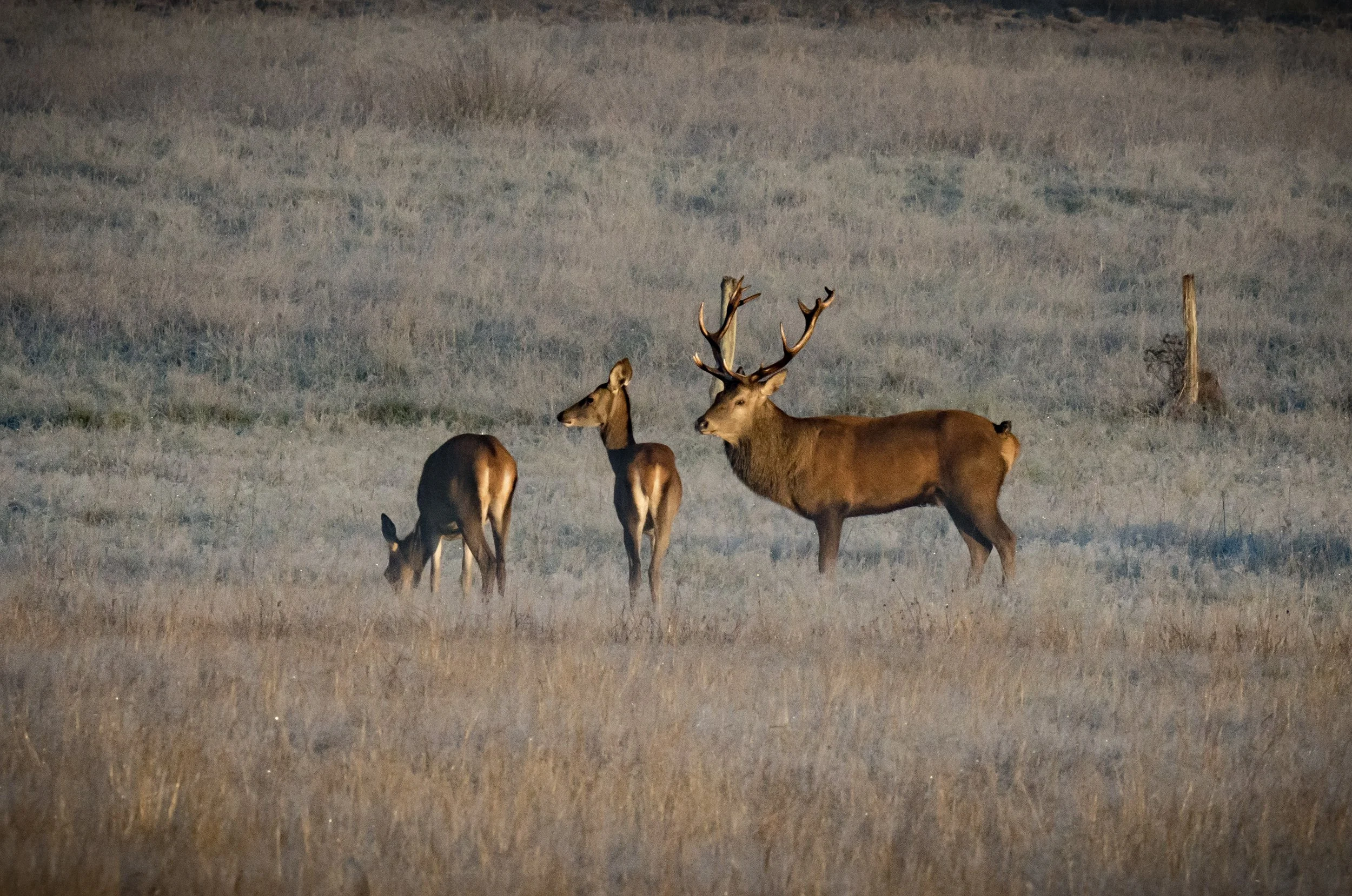 A herd of three elk, including a male with large antlers, in a grassy field with a few sparse trees, during dawn or dusk.
