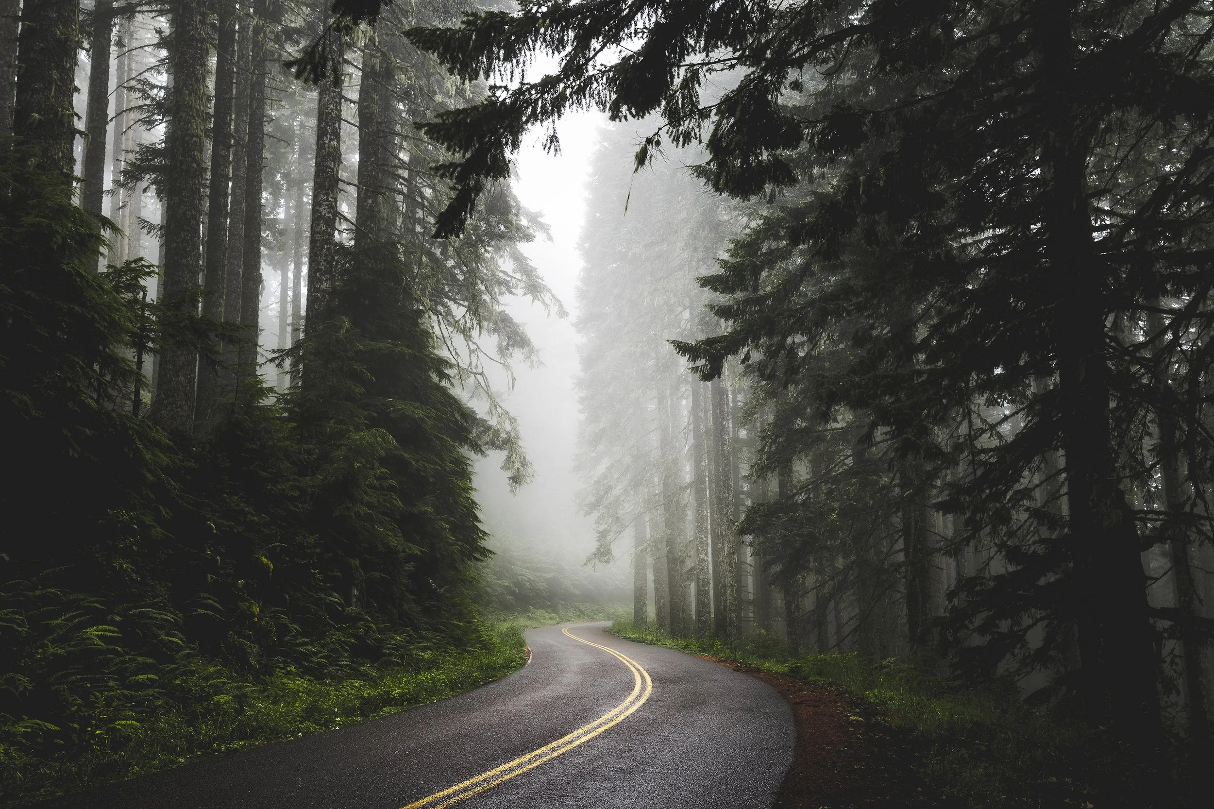 A misty forest with tall pine trees and a winding paved road with yellow dividing lines.