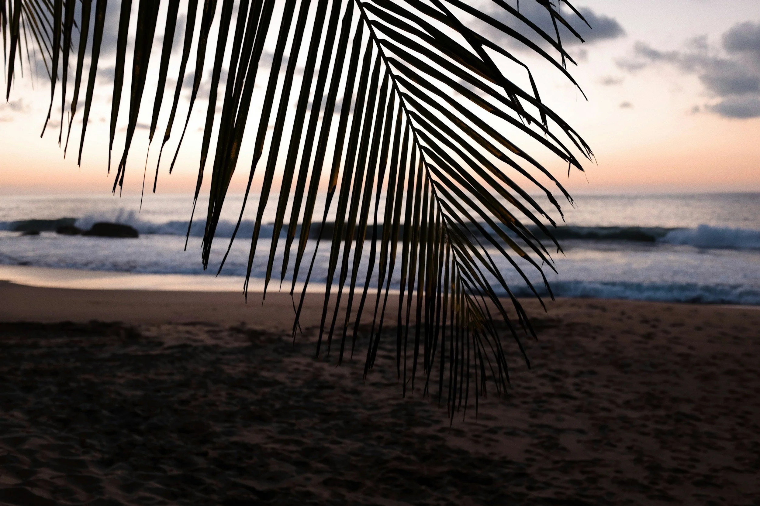 Silhouette of a palm tree leaf hanging over a beach at sunset with ocean waves in the background.