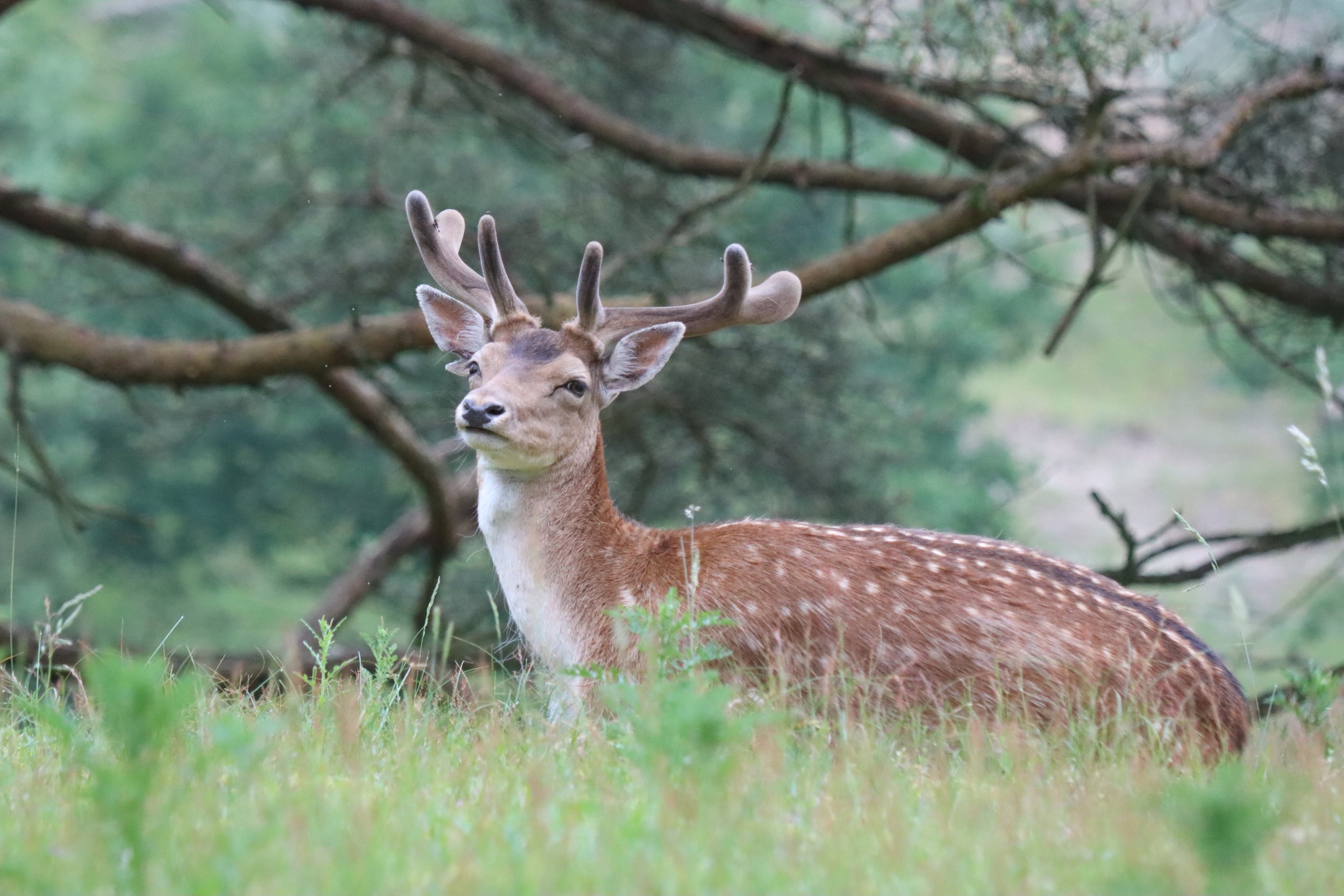 Midzomeravond 22 juni 2024