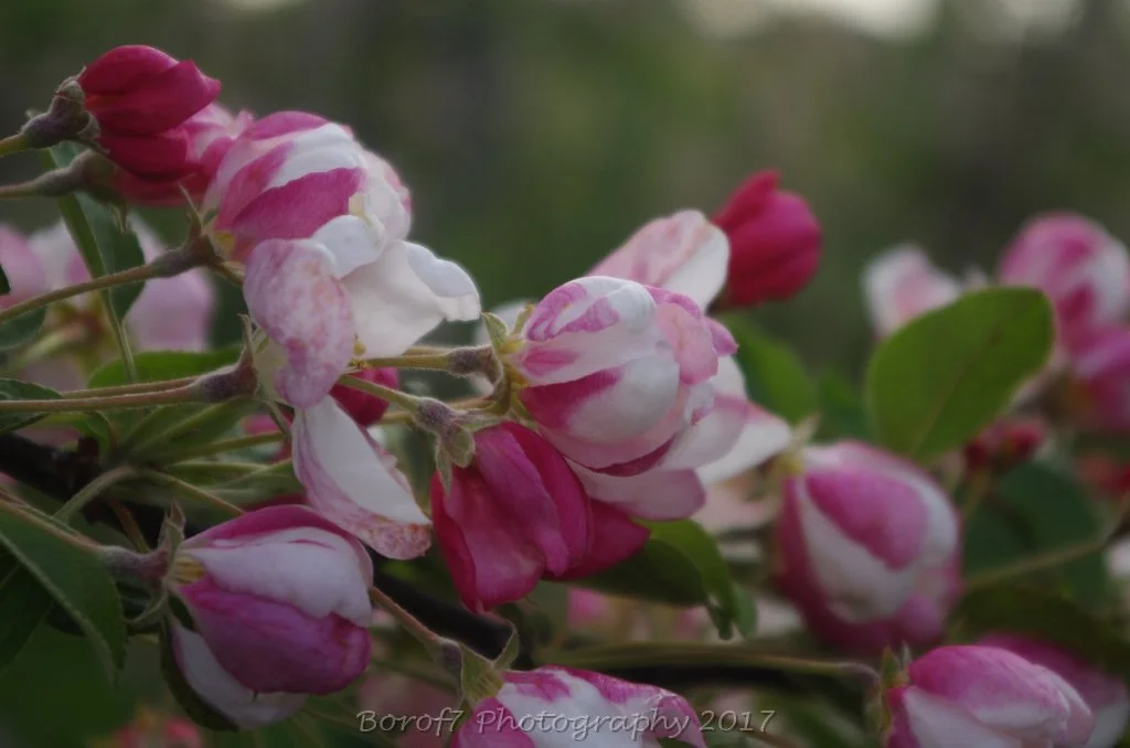 Bloesem - 22 april 2017