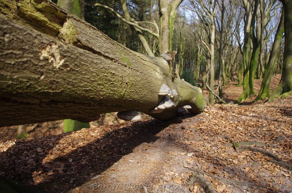 Drie - 26 maart 2017