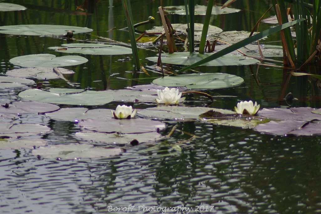Naardermeer - 21 mei 2017