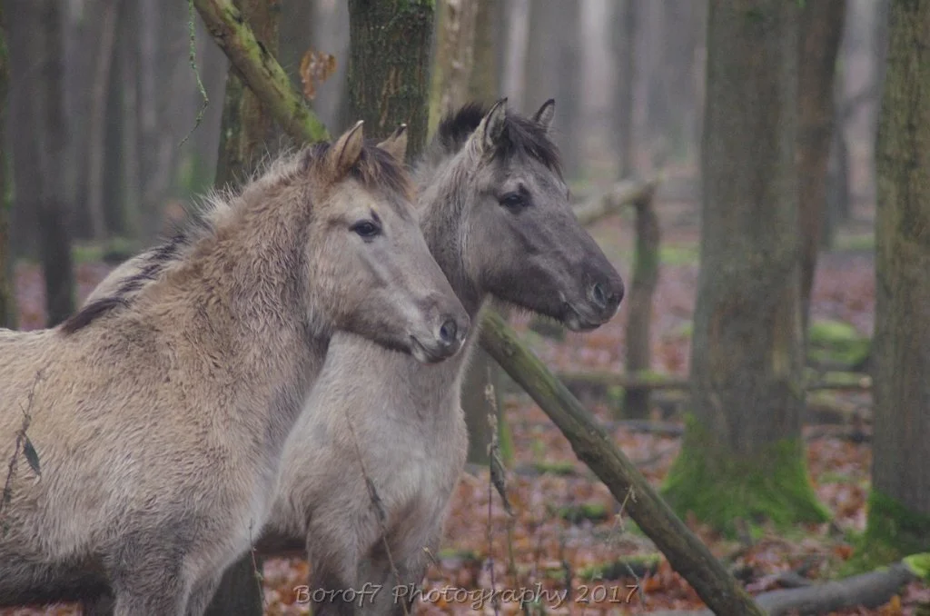 Paarden en Herten - 27 januari 2017