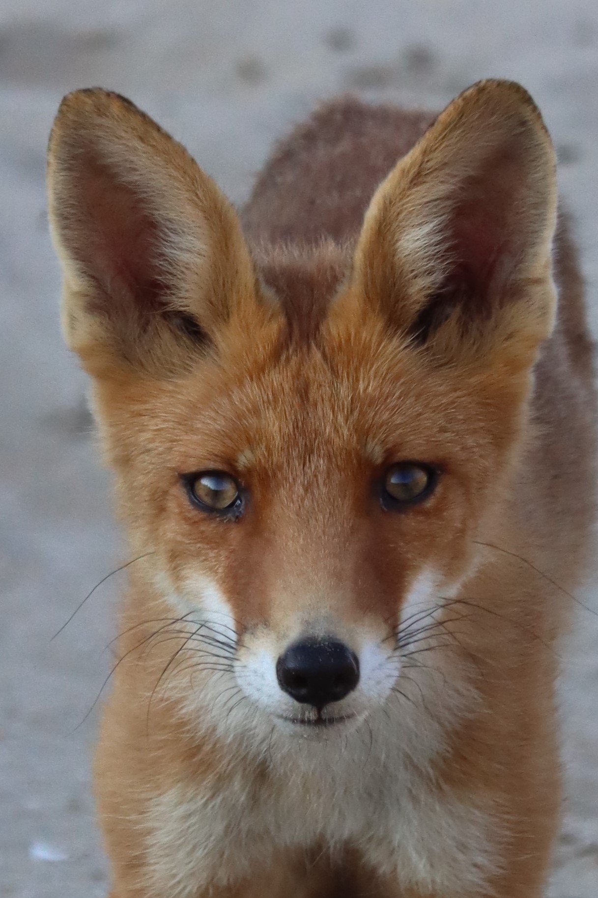 Midzomeravond 24 juni 2023