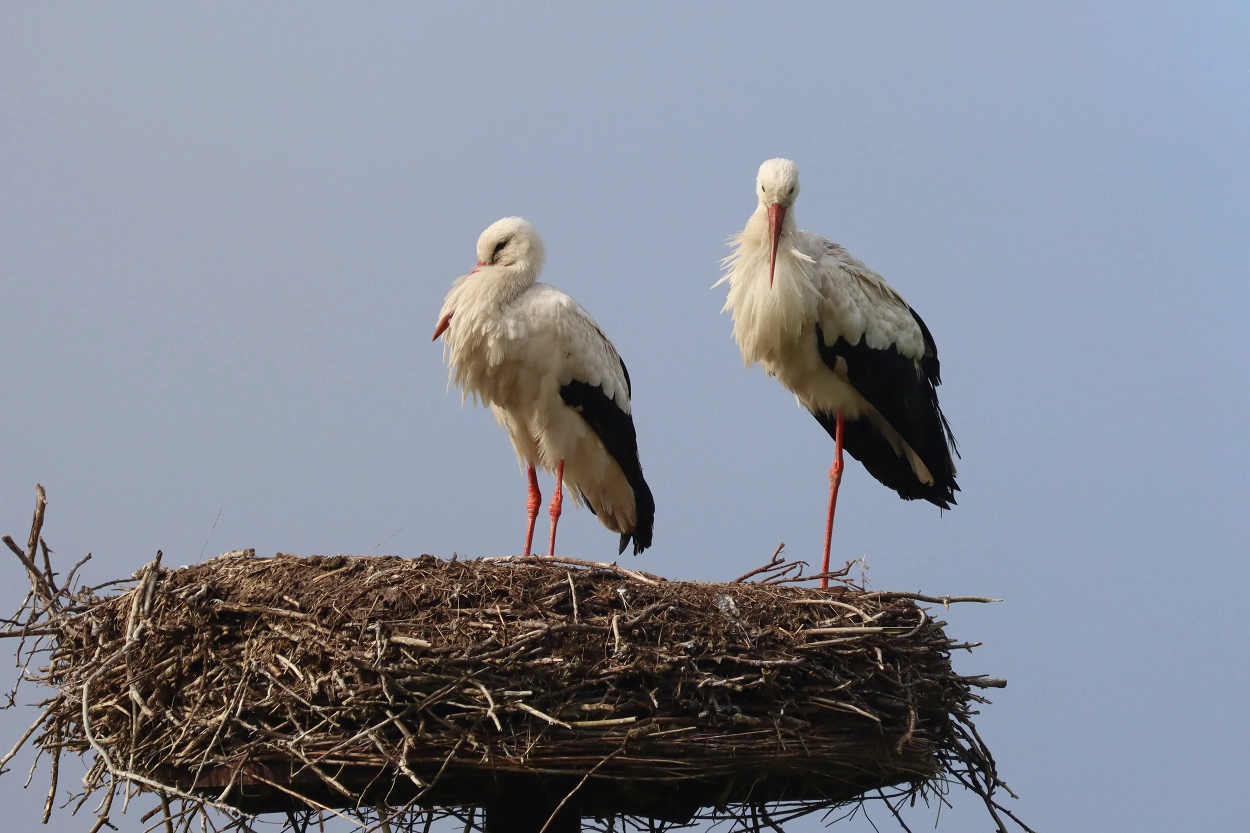 Natuurpark Lelystad 29 mei 2021