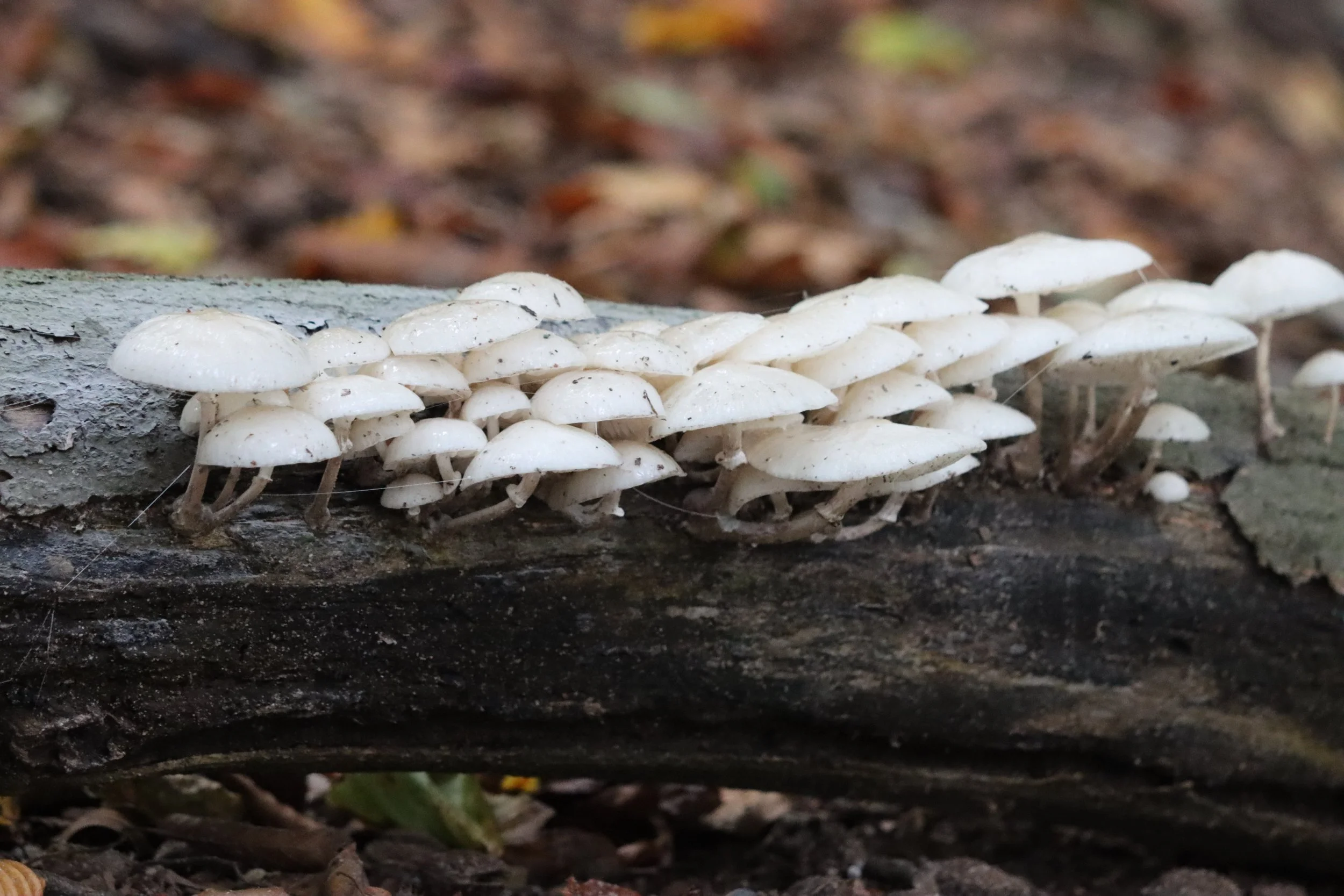 Grootspriel 17 oktober 2021