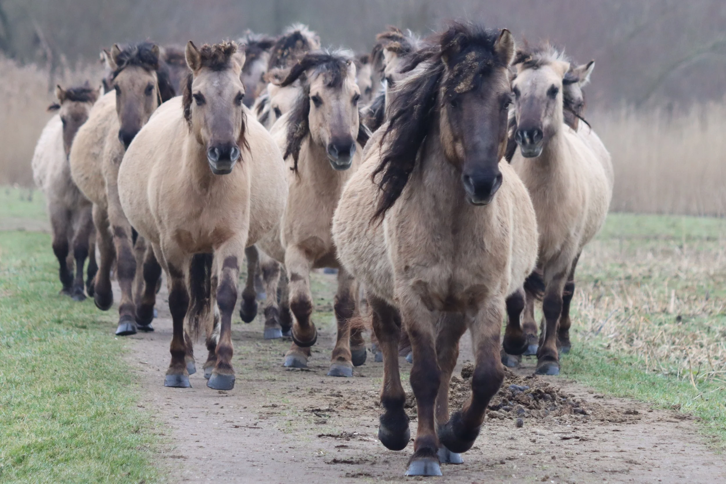 Lelystad 27 februari 2021