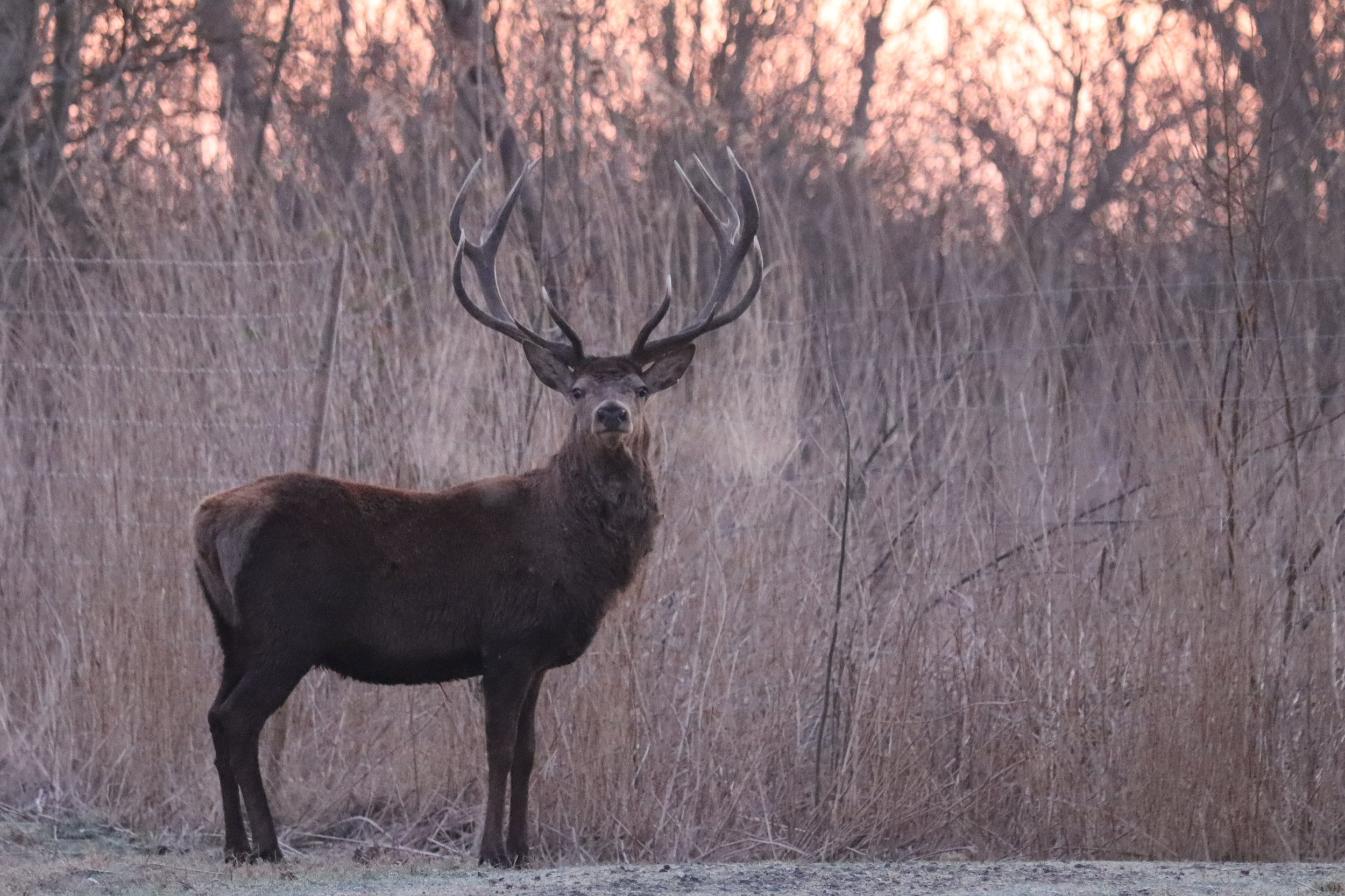 Oostvaarder 28 februari 2022