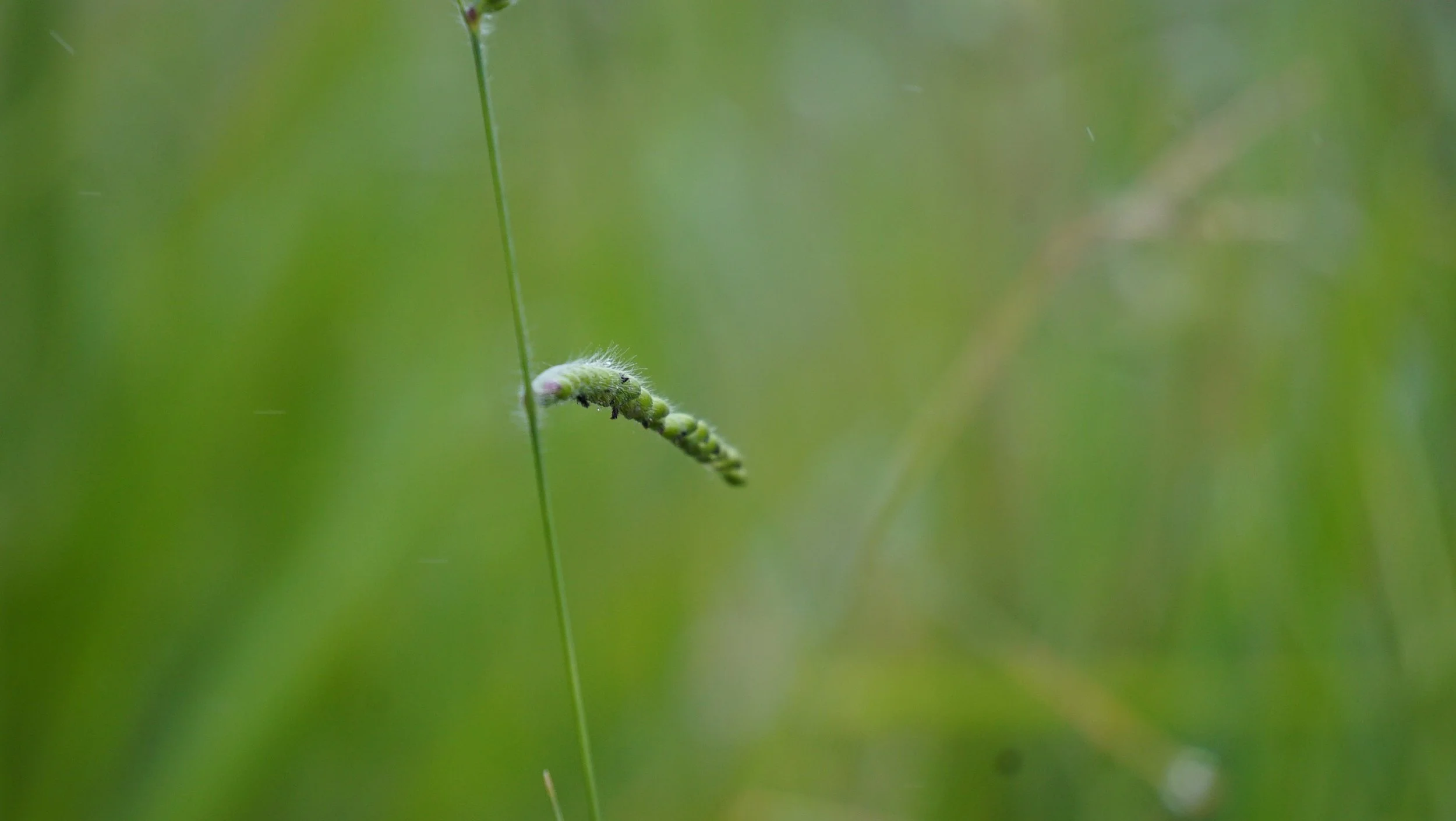 Close-up of a green caterpillar on a thin blade of grass, with a blurred green background.