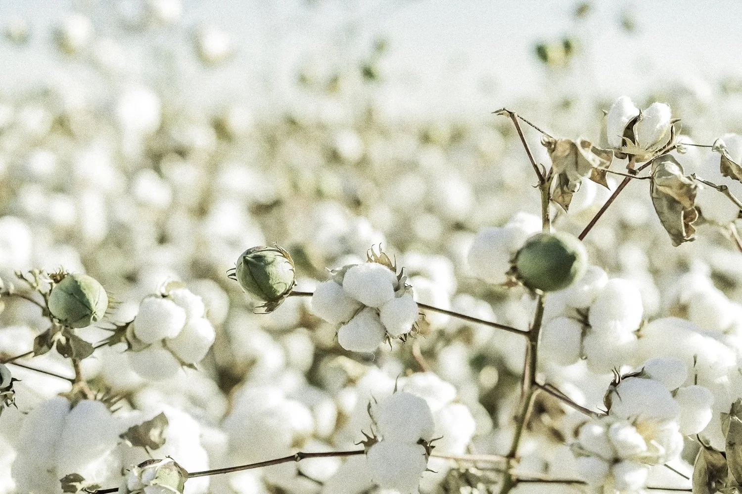 Organic cotton: a quiet revolution