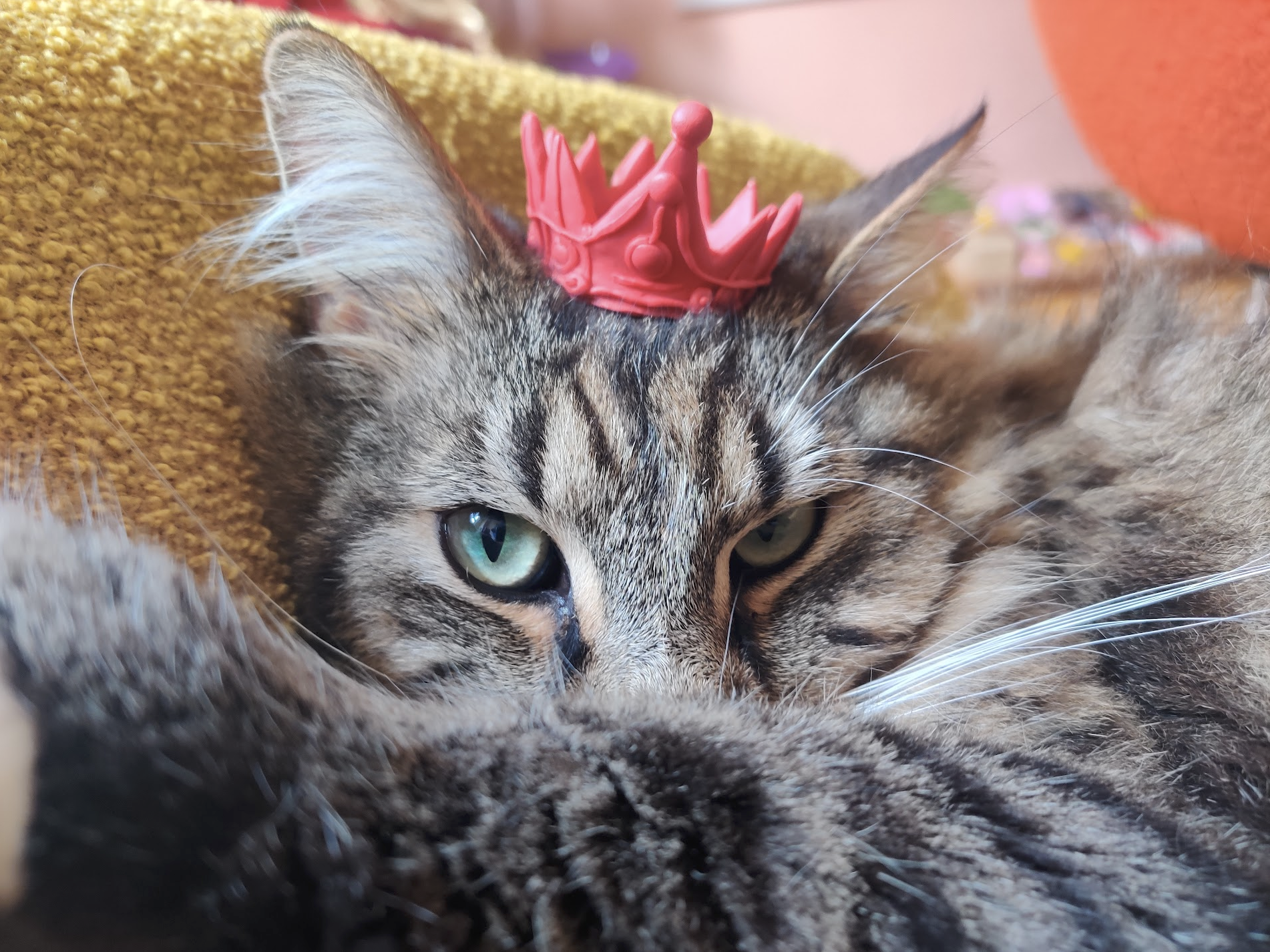 cute cat, with crown