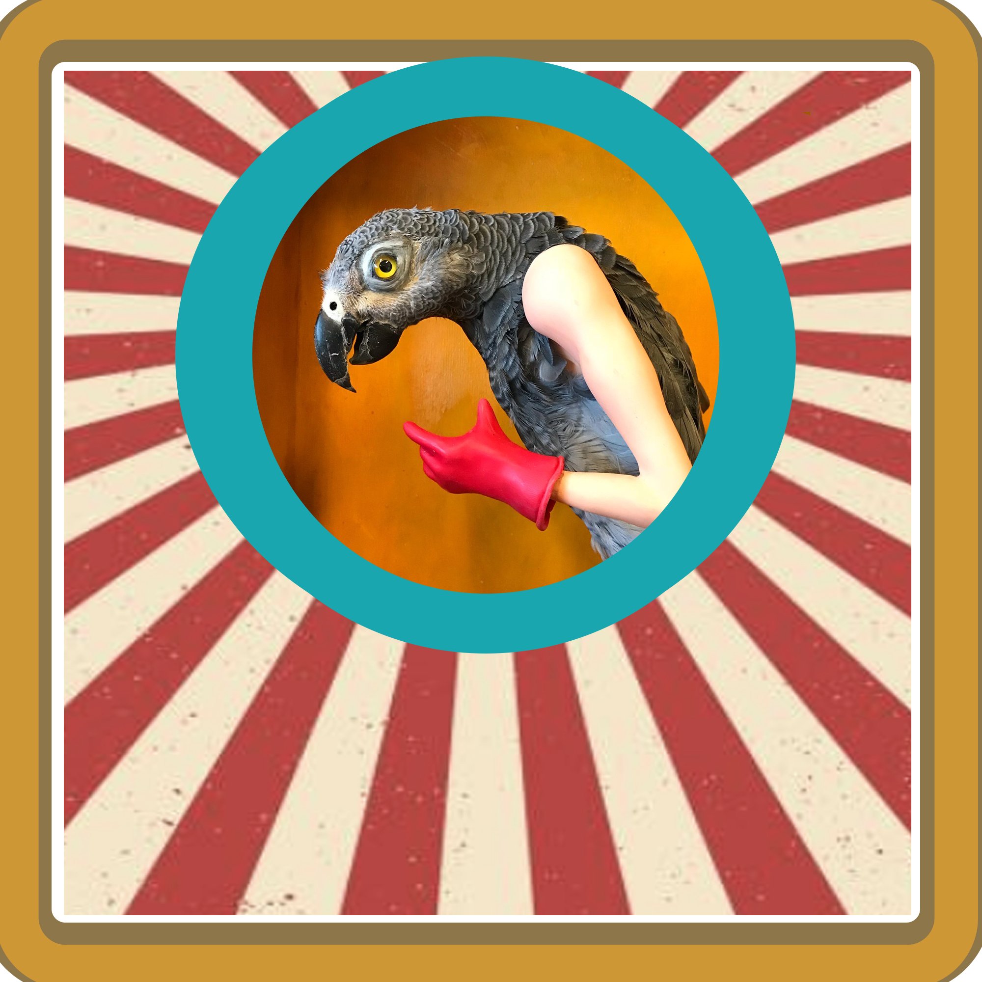 Cabinet of curiosities