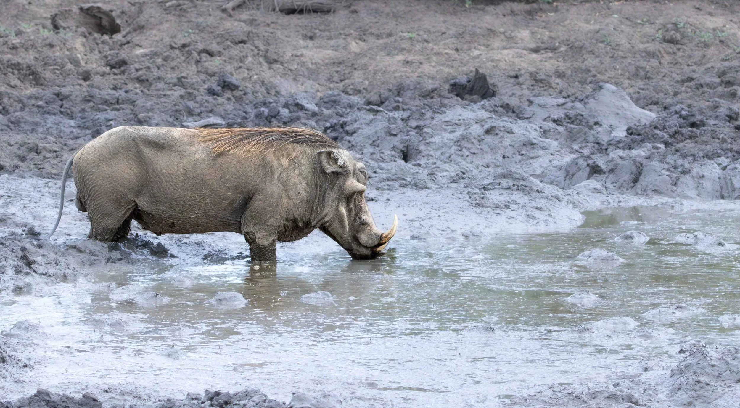 Warthog, Kruger National Park