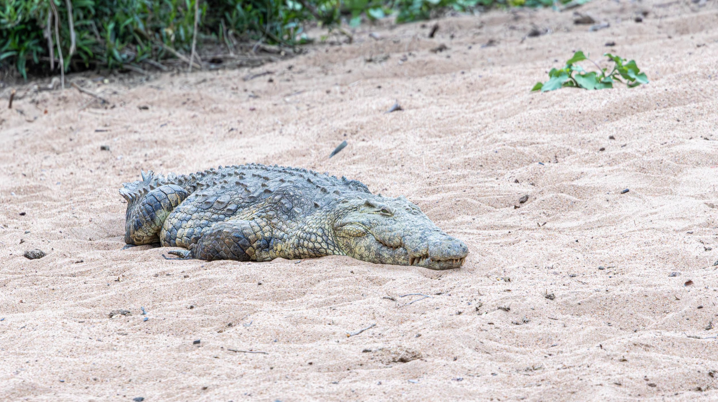 Crocodile, Vurhami Bridge, Kruger National Park