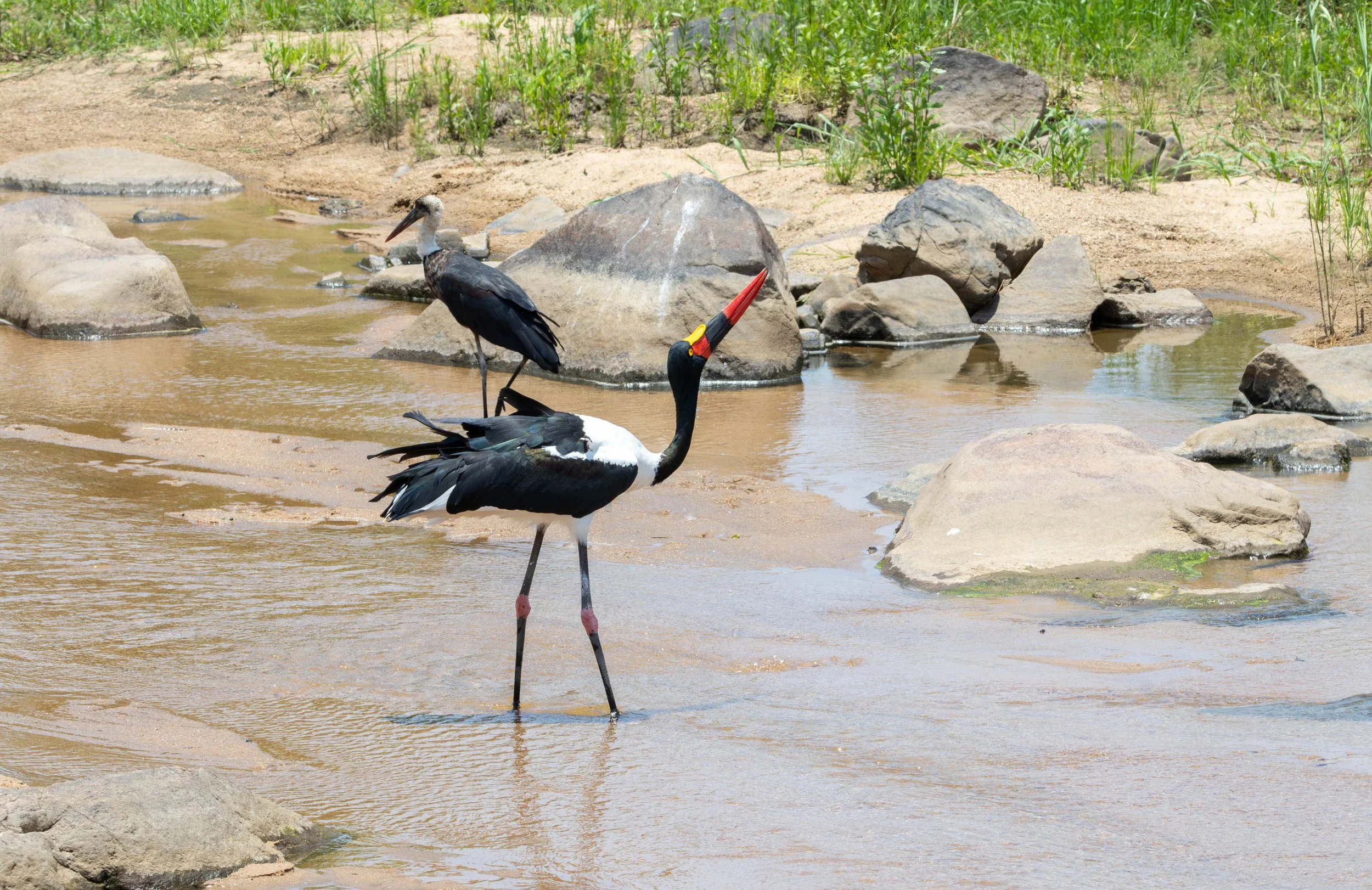 Saddle-billed Stork,  Kruger National Park