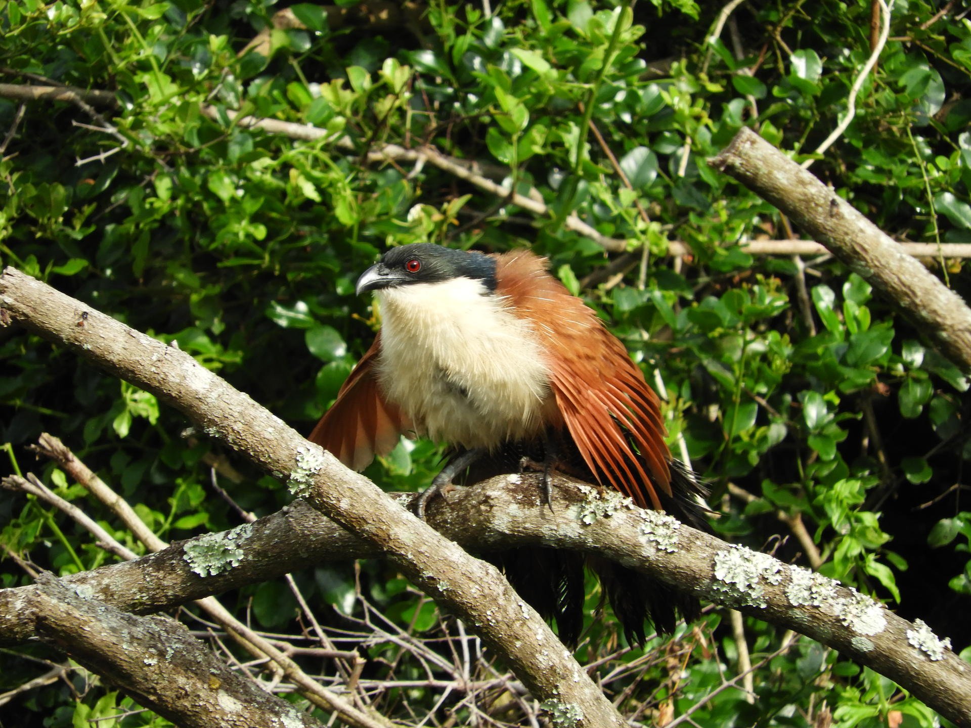 Activities Birding_1.jpg