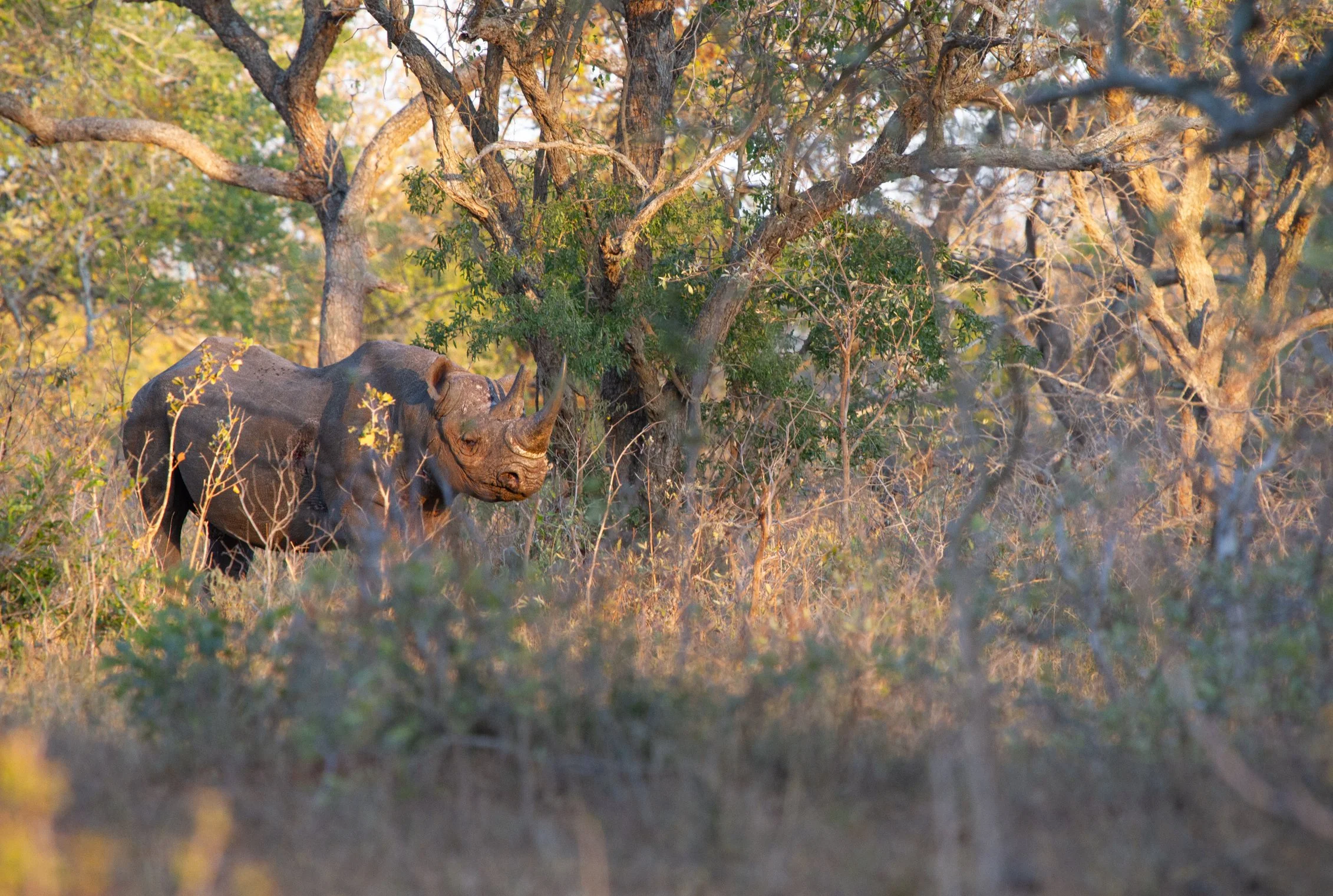 Black Rhino