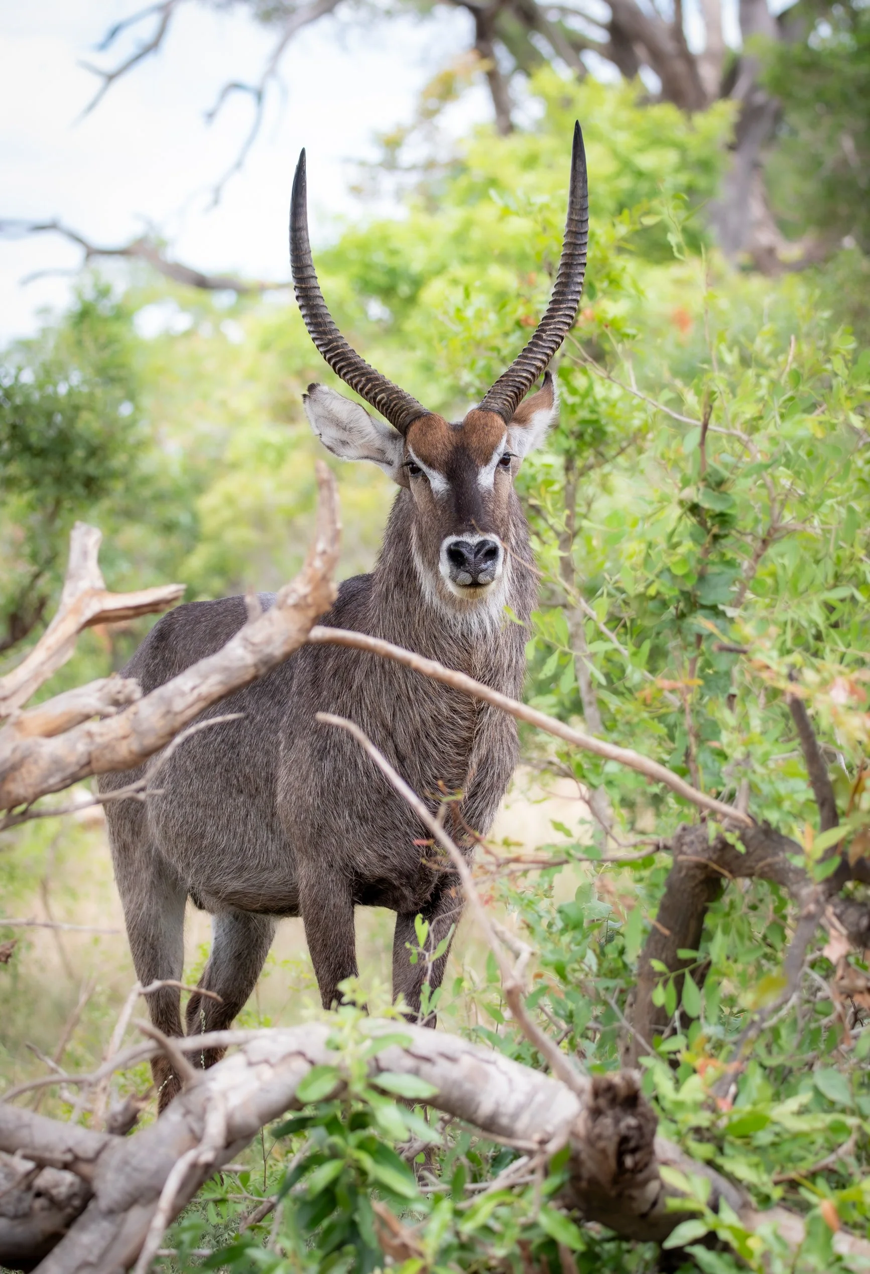 Waterbuck, Kruger National Park