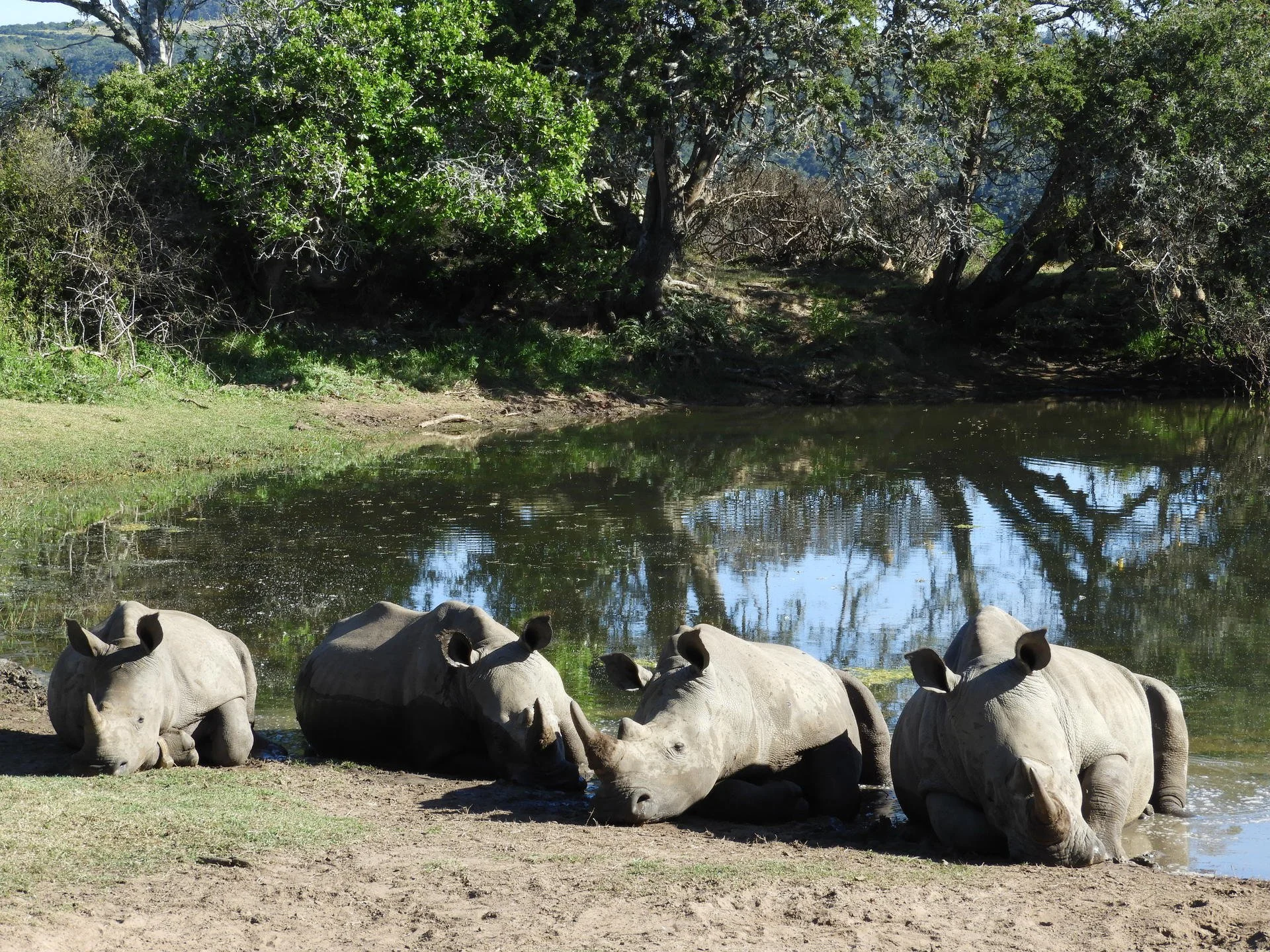 Activities Big 5 game drives_6.jpg