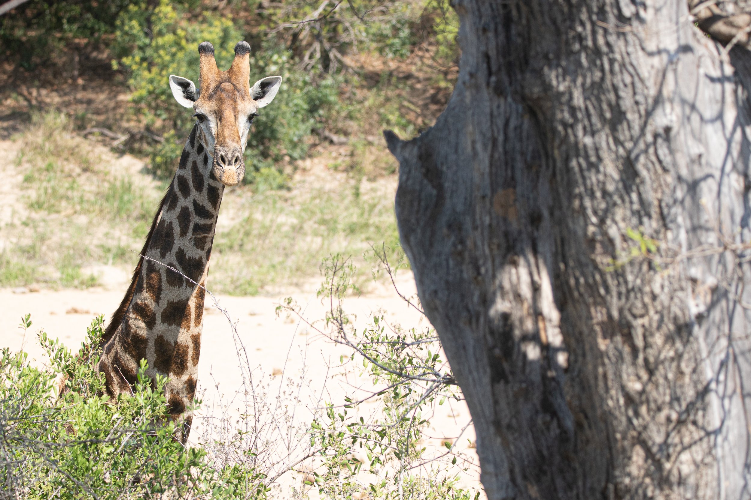 Giraffe, Kruger National Park