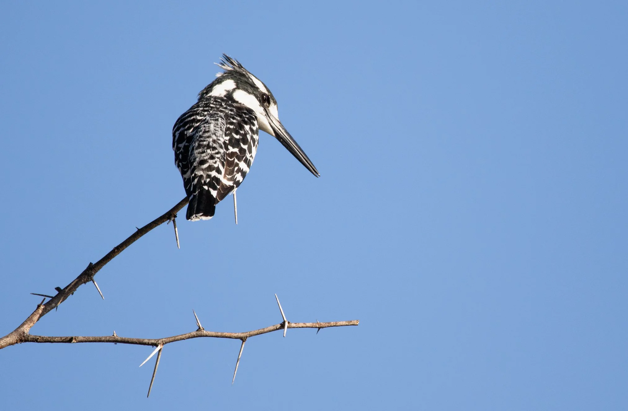 Pied Kingfisher, Kruger National Park