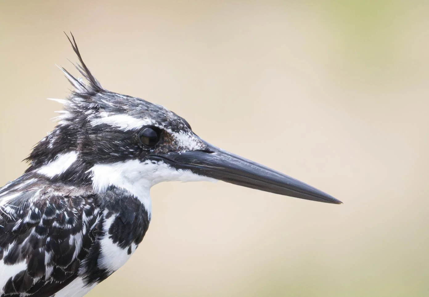 Pied Kingfisher, Kruger National Park