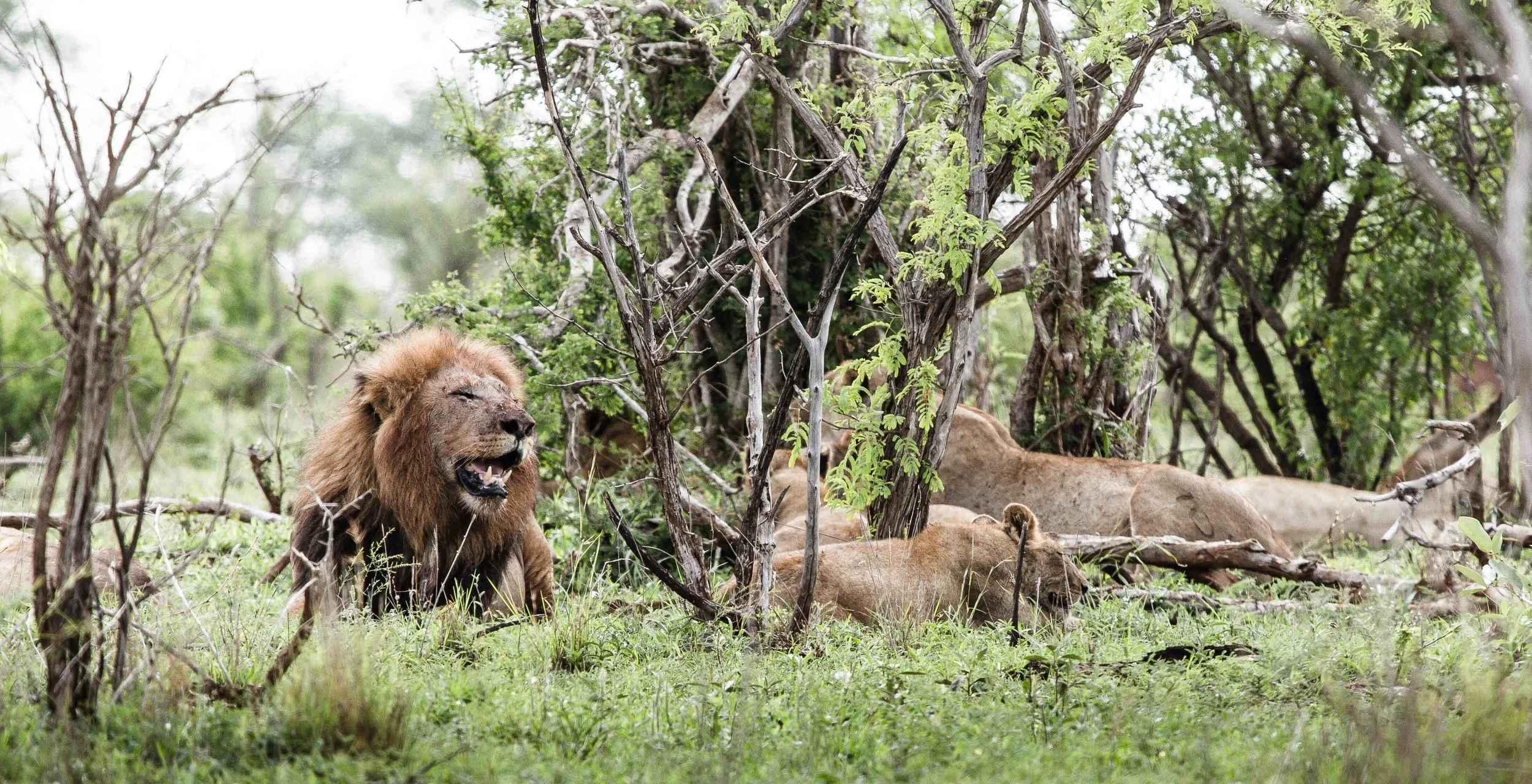 A Solo Story | Kruger &amp; Lions