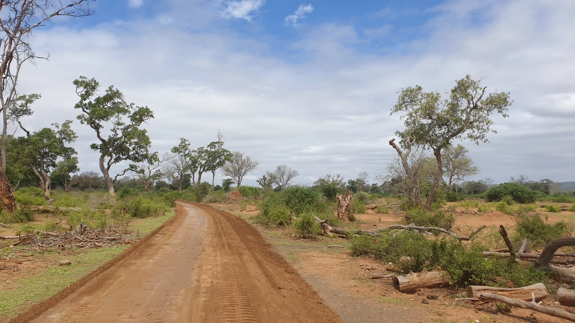 Scenic safari road through the Kruger National Park reserve during a luxury African safari.