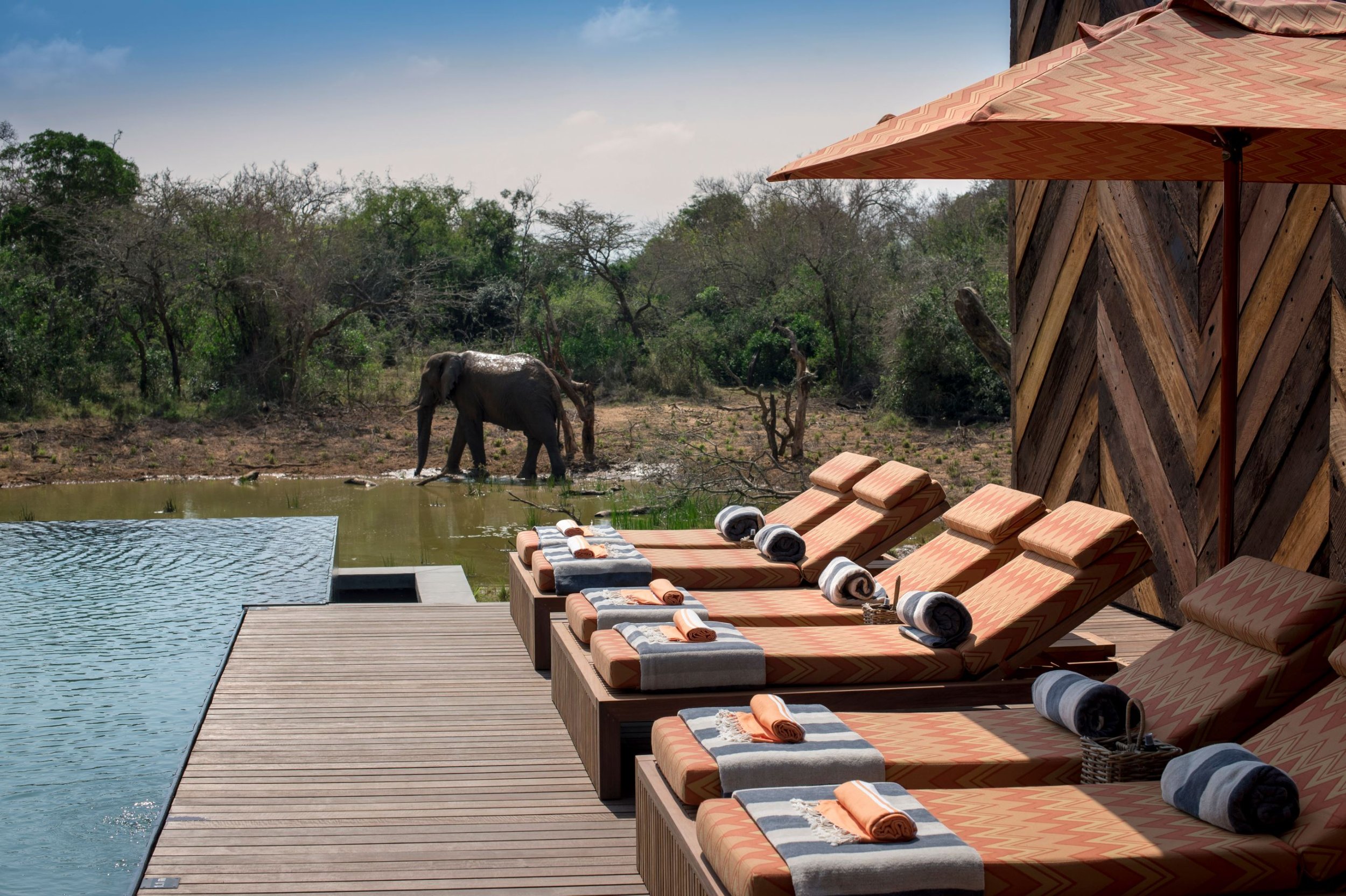 Infinity pool at the luxury Phinda Homestead with elephants gathering at a nearby waterhole.