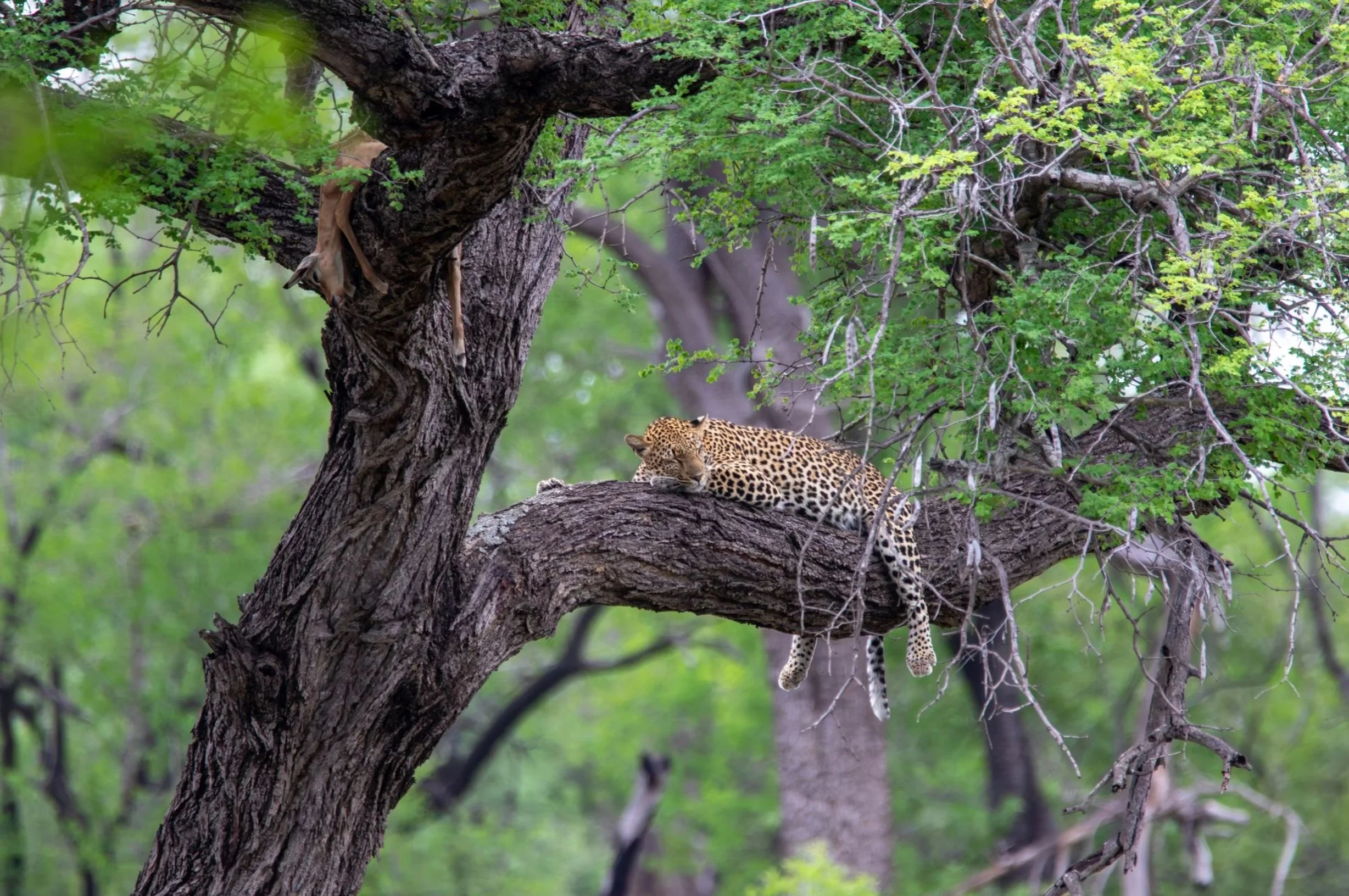 The Kruger National Park vs The Greater Kruger