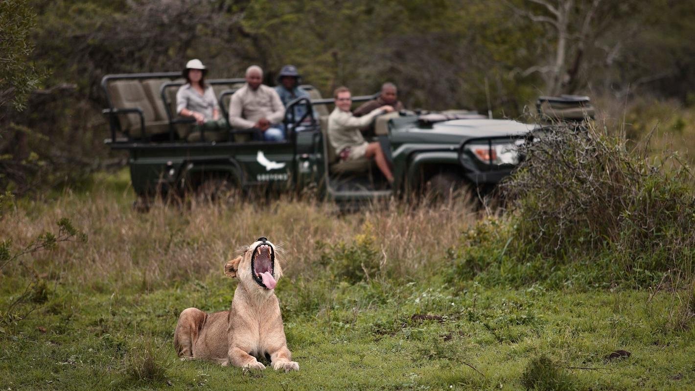 south-africa-phinda-private-game-reserve-lion-game-drive_1.jpg