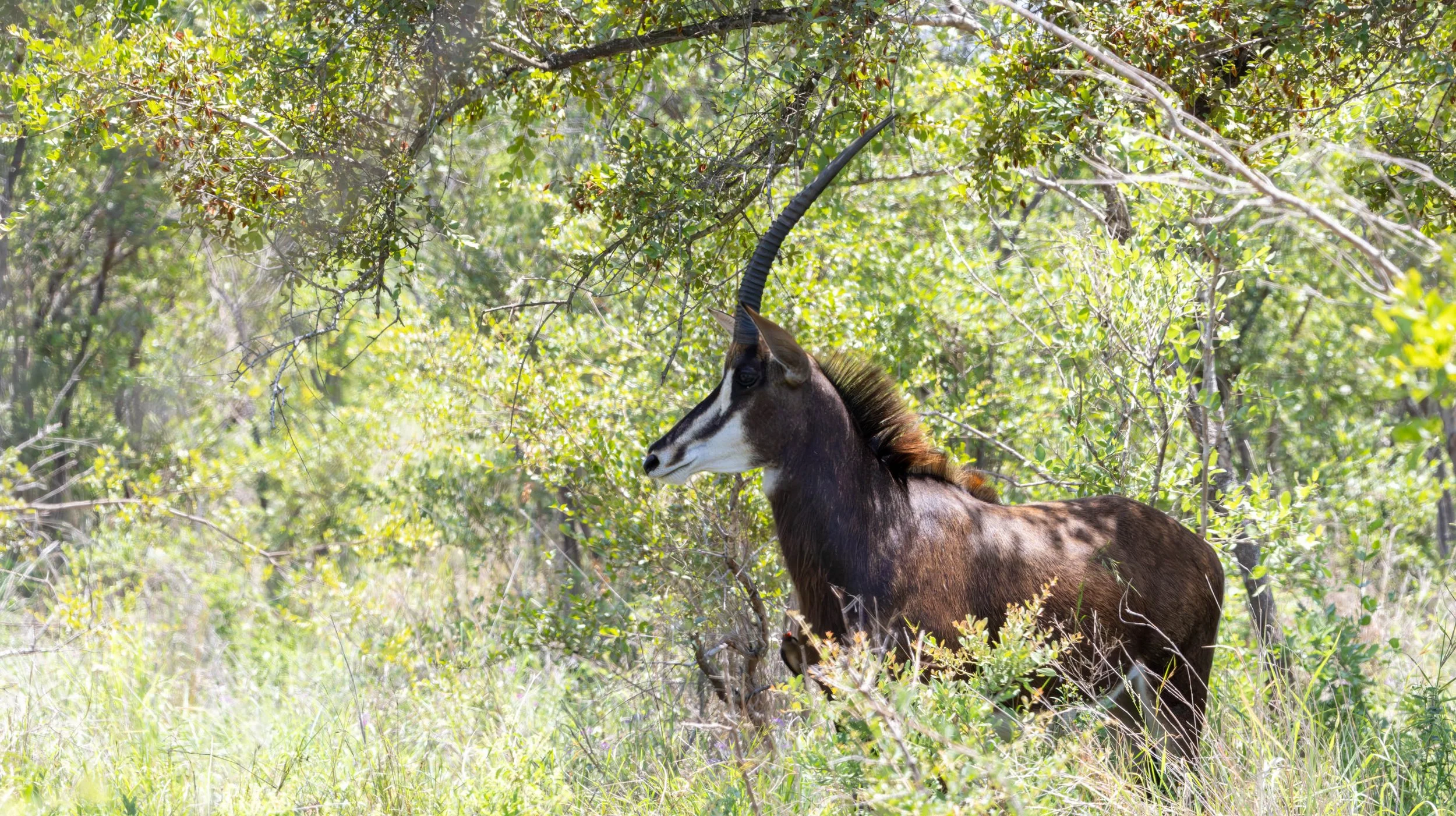 Sable Antelope, Kruger National Park