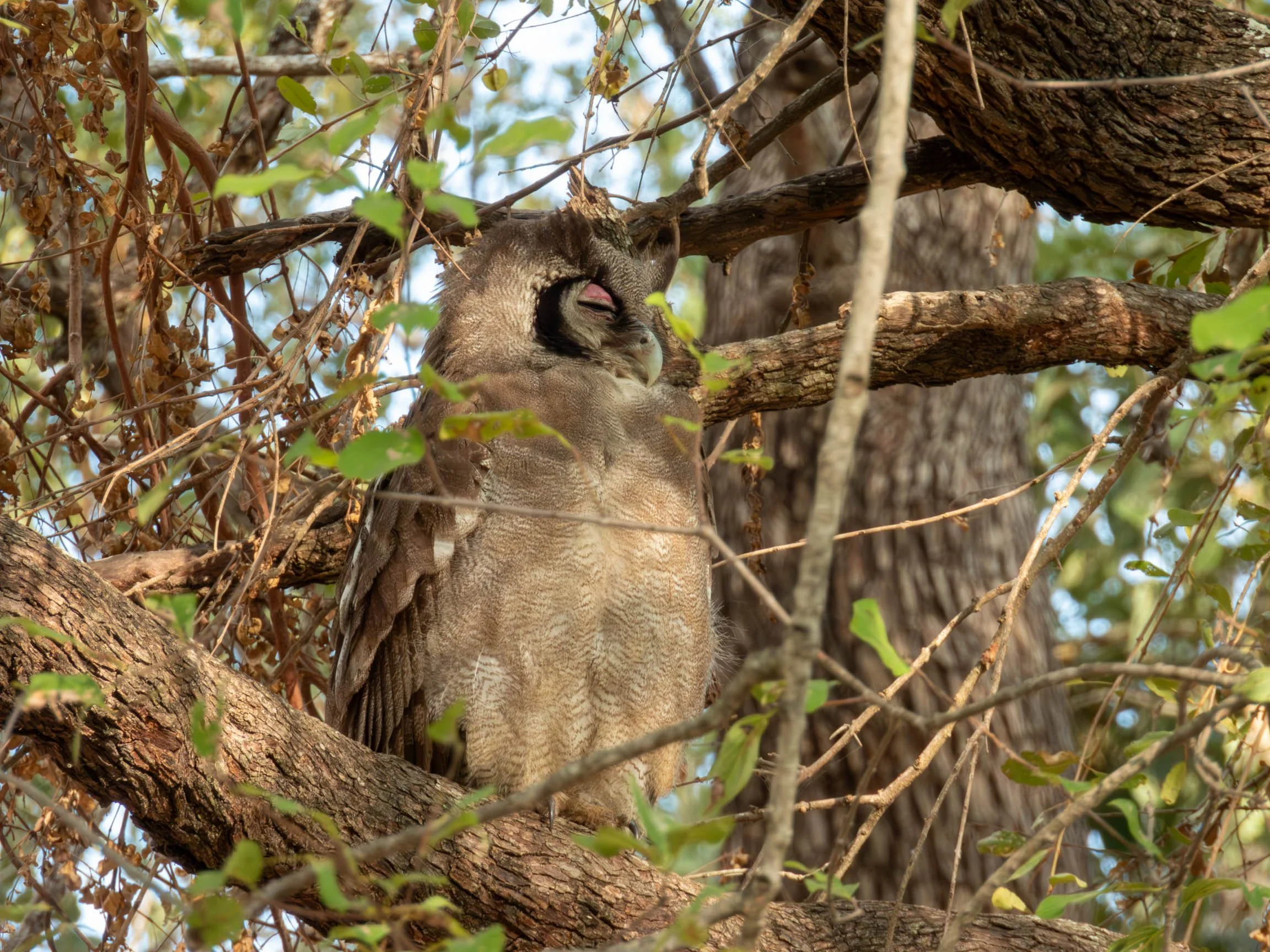 Verreaux's Eagle-Owl, Kruger National Parl
