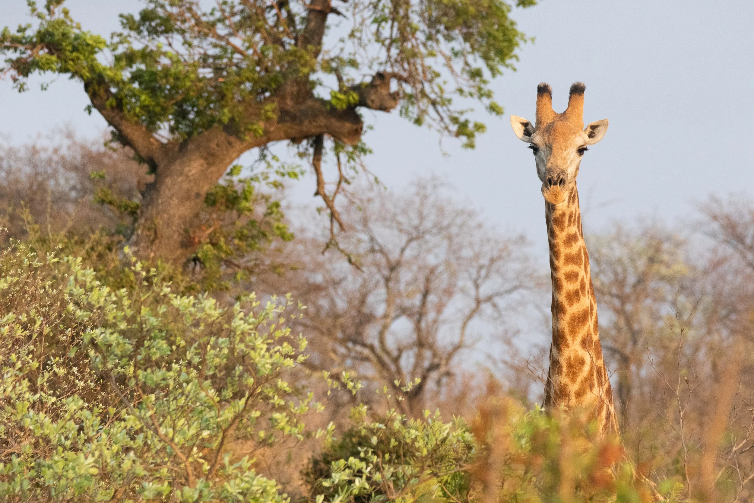 Giraffe, Kruger National Park
