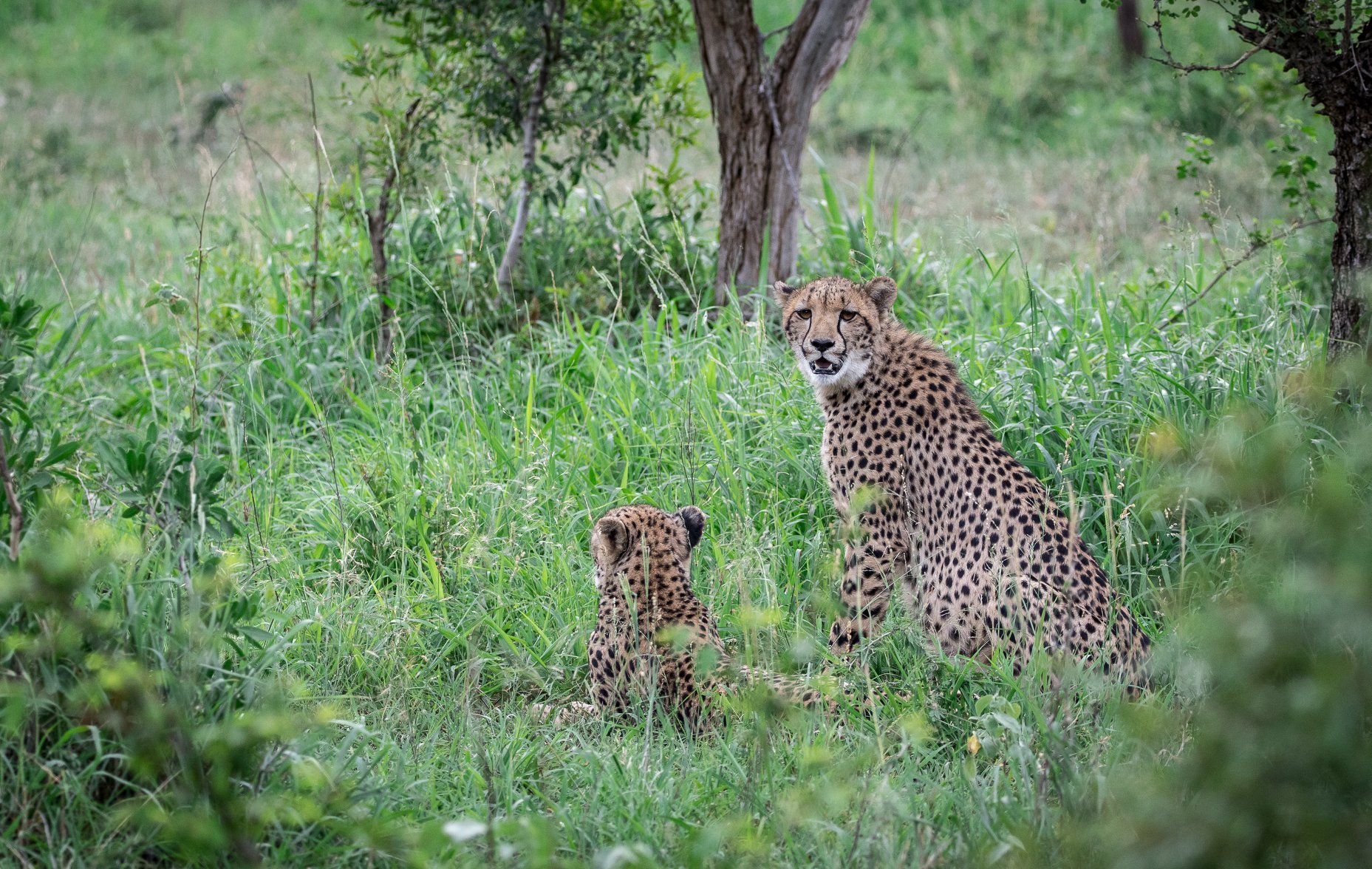 Cheetah, Phinda Private Game Reserve