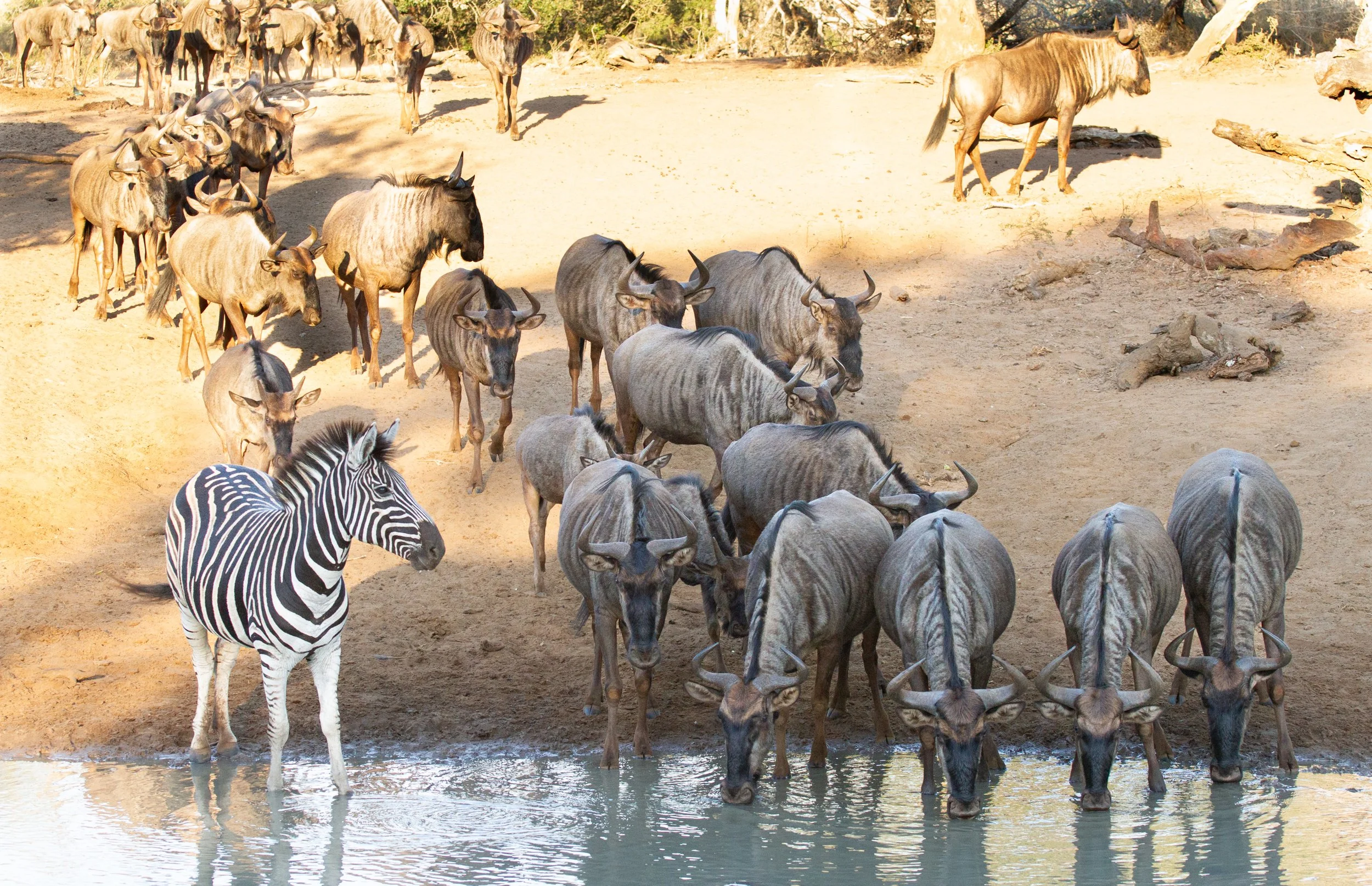 Zebra & Wildebeest, Mkhuze Game Reserve
