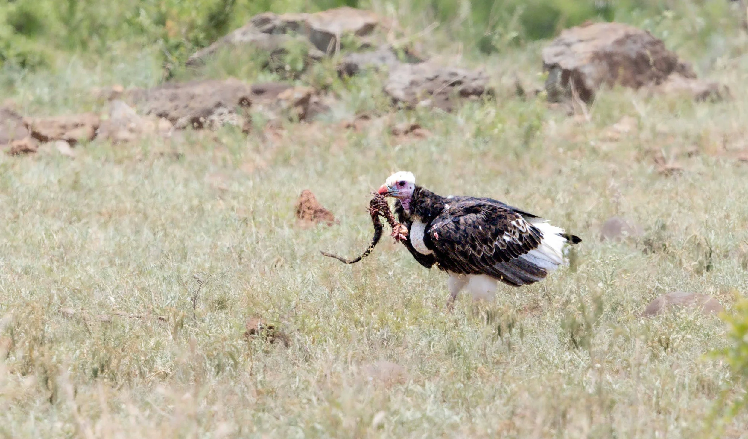 White-Headed Vulture, Kruger National Park