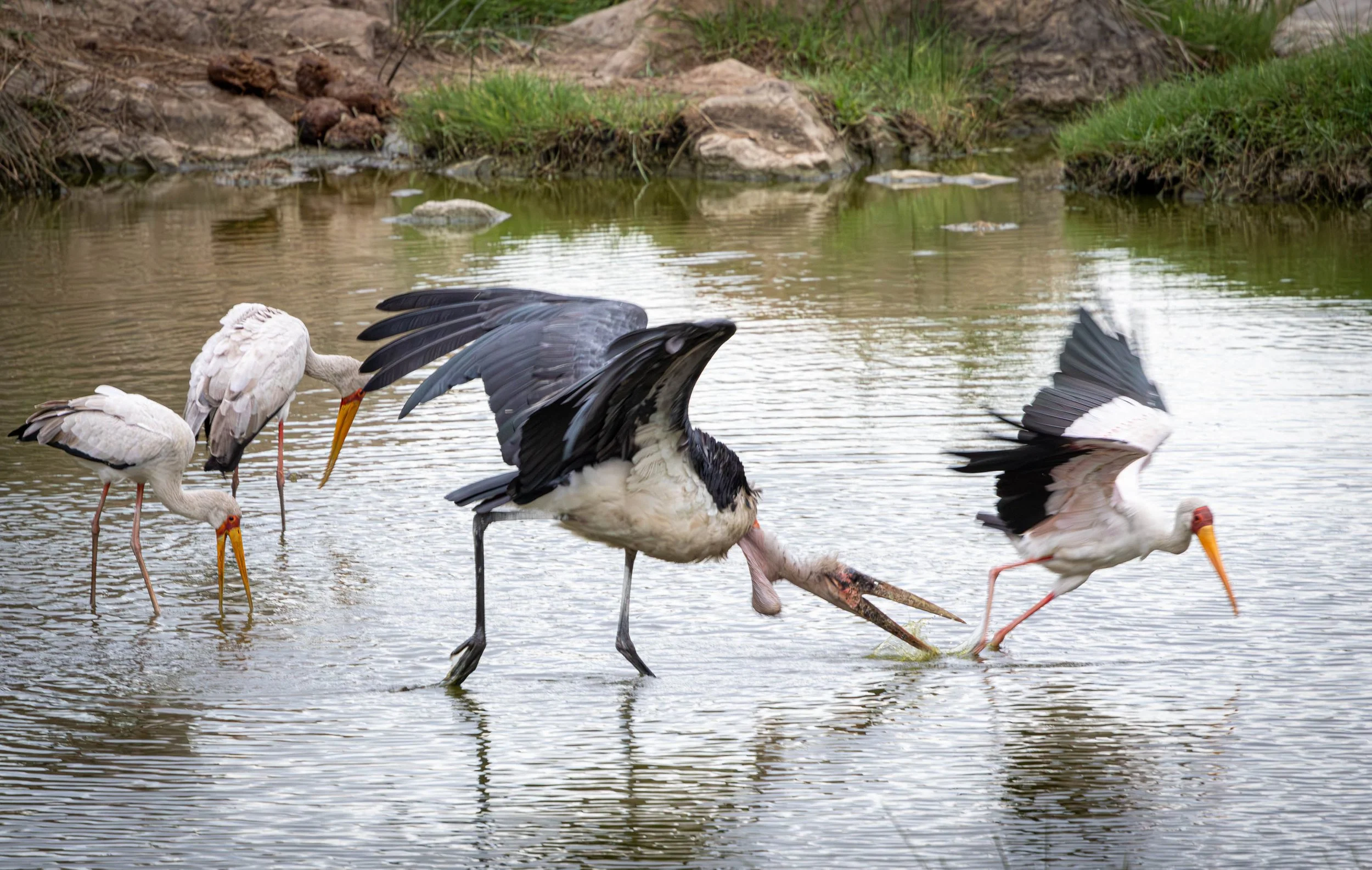 Marabou stork and Yellow-billed stork, Kruger National Park 