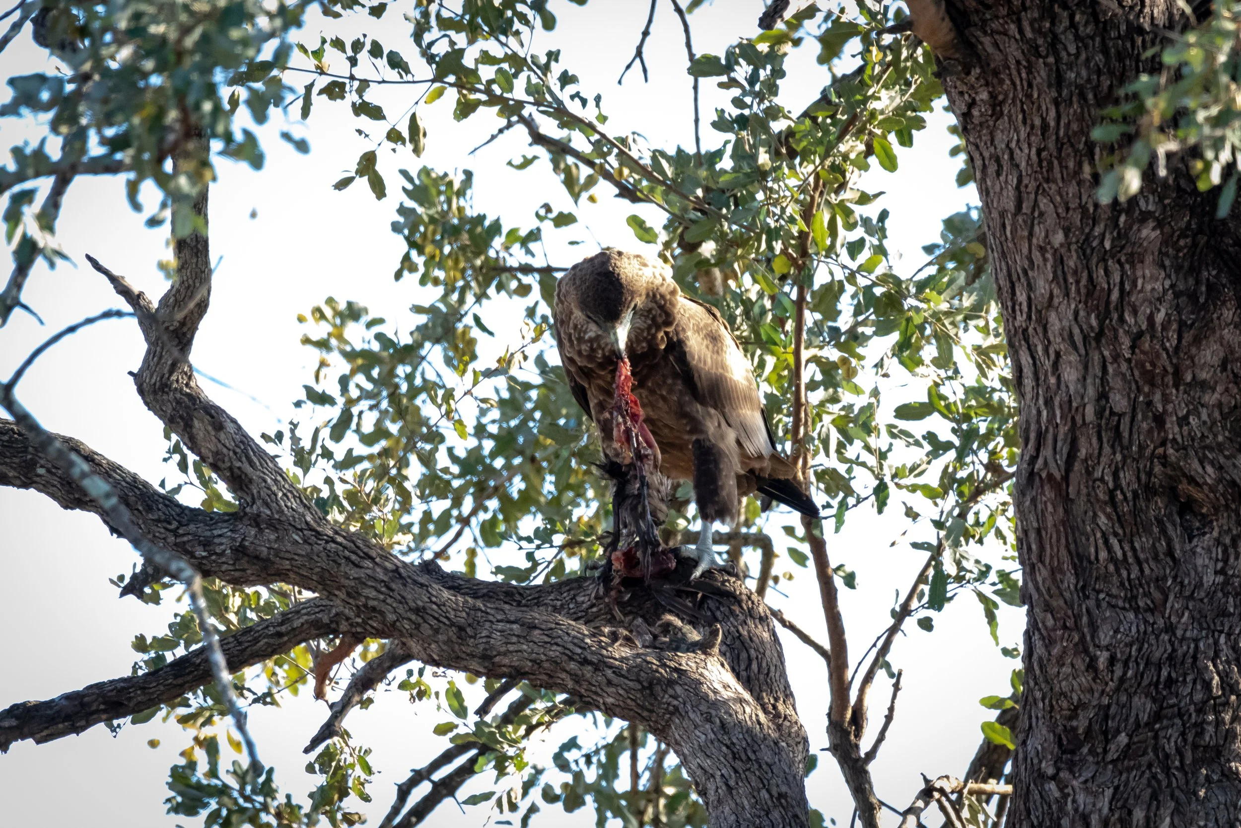 Juvenile Bateleur Eagle, Kruger National Park