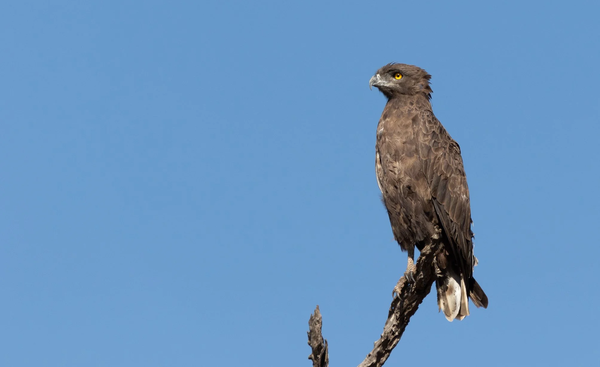 Brown Snake Eagle, Kruger National Park
